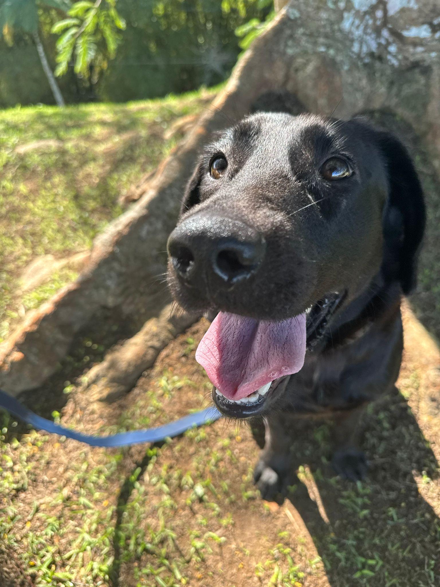 Banzai, a Adoptable mixed breed in Lutherville, MD image 2/4