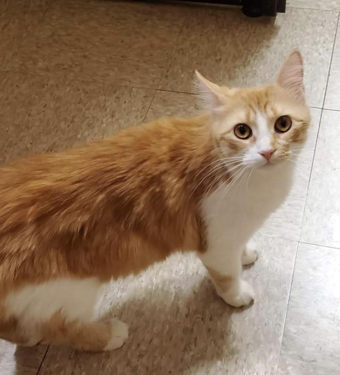 Frizzle, an adopted Domestic Medium Hair in Kalamazoo, MI_image-1