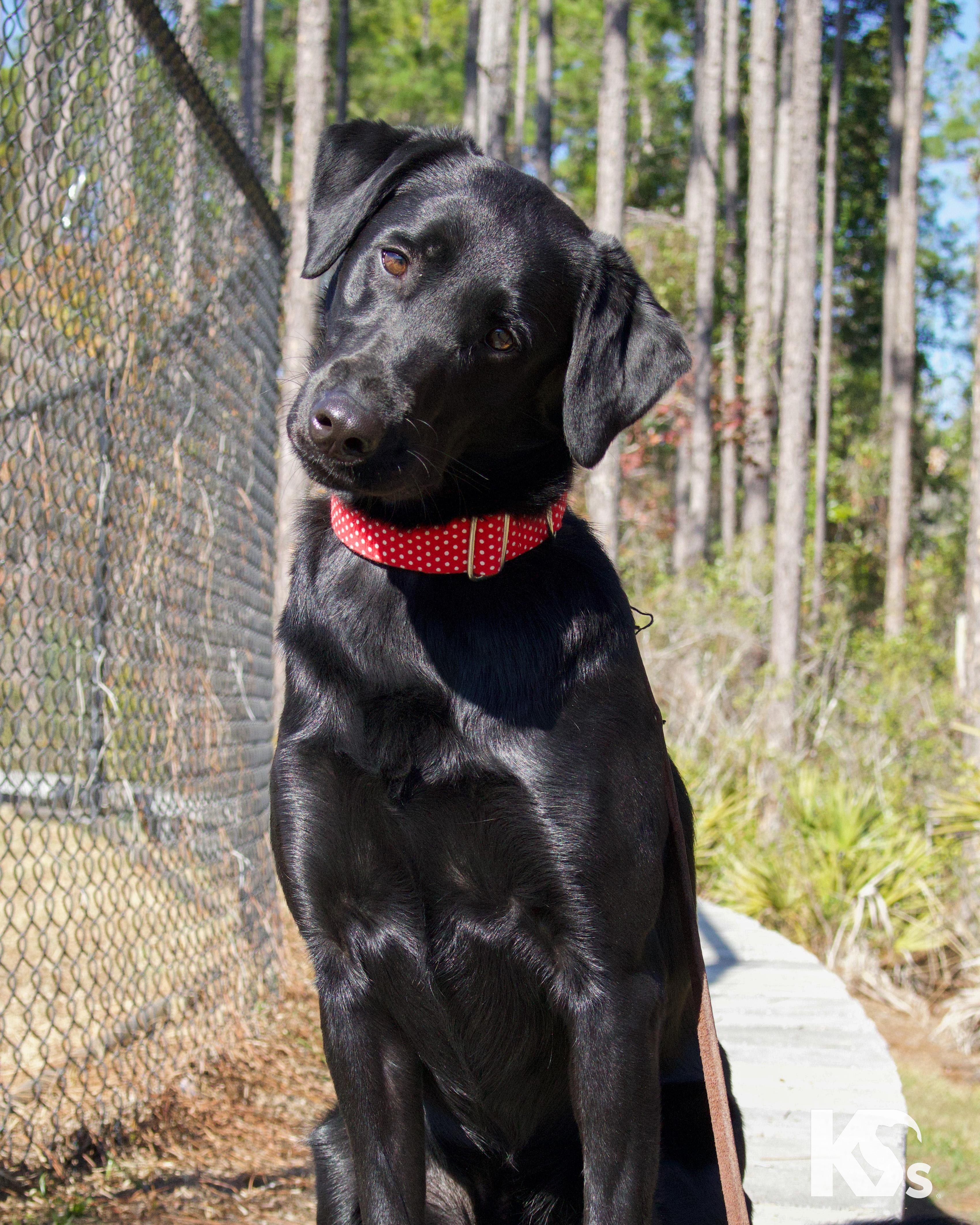 Enlarge Olive , an adopted Black Labrador Retriever in Ponte Vedra, FL image 1/4