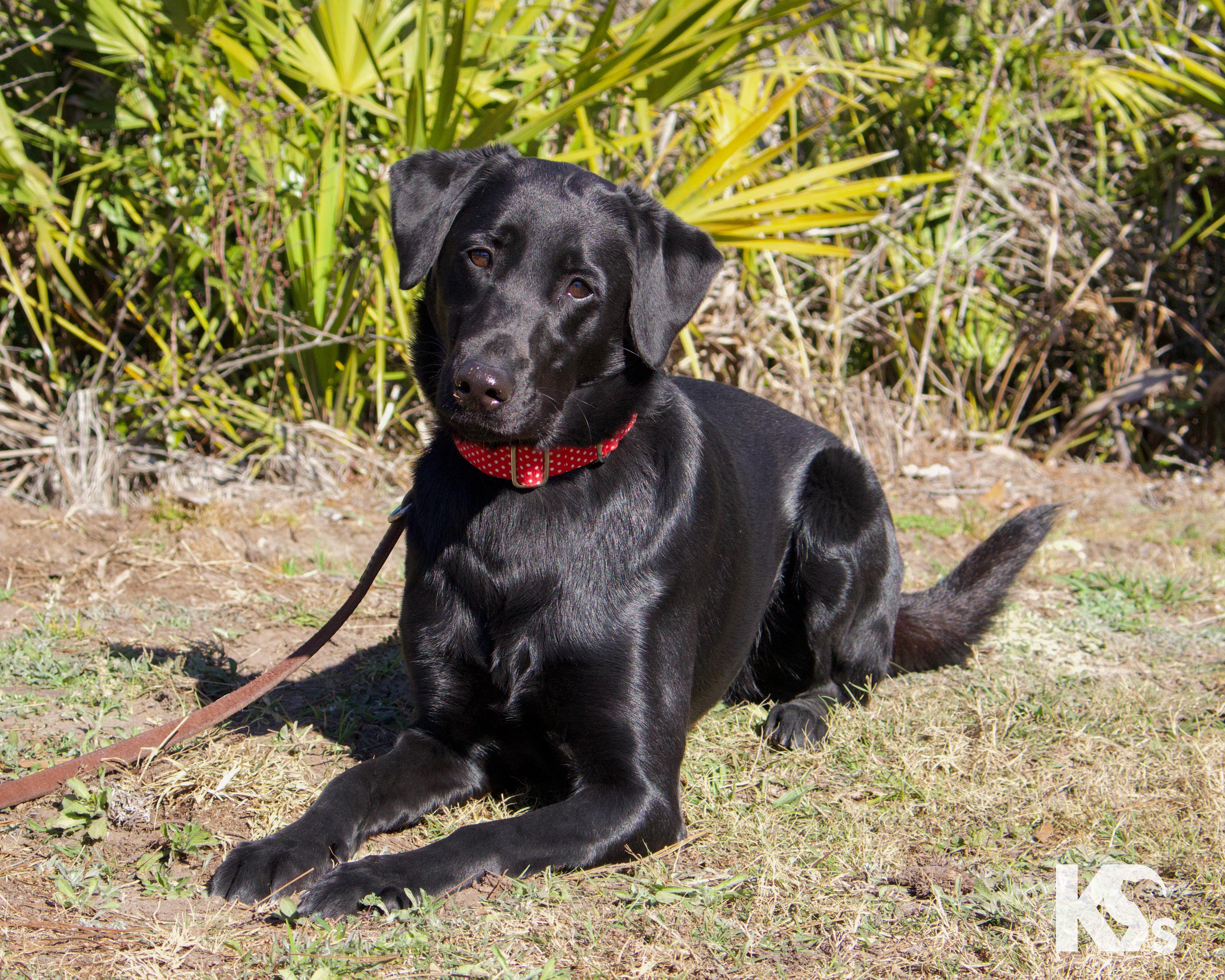Enlarge Olive , an adopted Black Labrador Retriever in Ponte Vedra, FL image 3/4