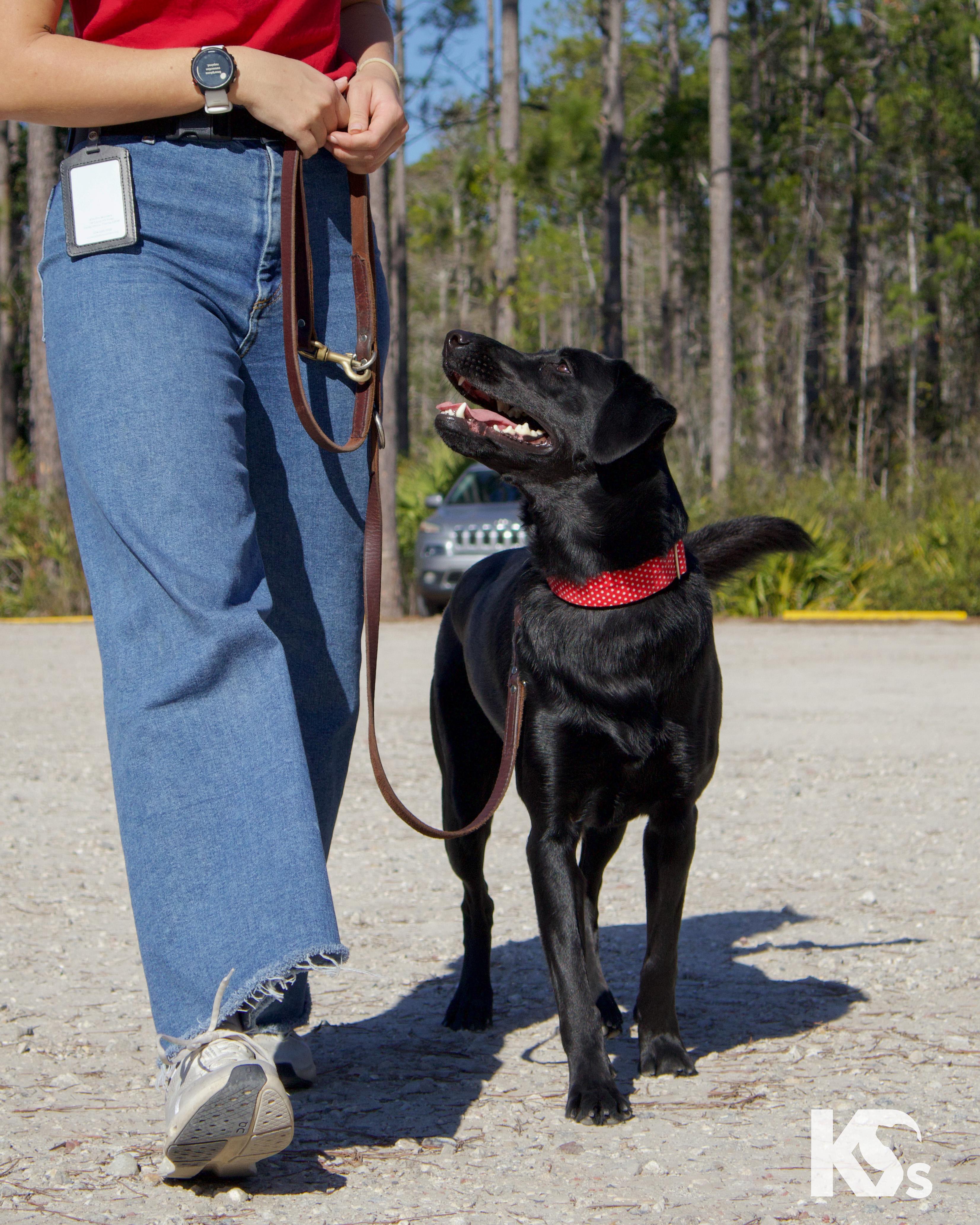 Enlarge Olive , an adopted Black Labrador Retriever in Ponte Vedra, FL image 4/4