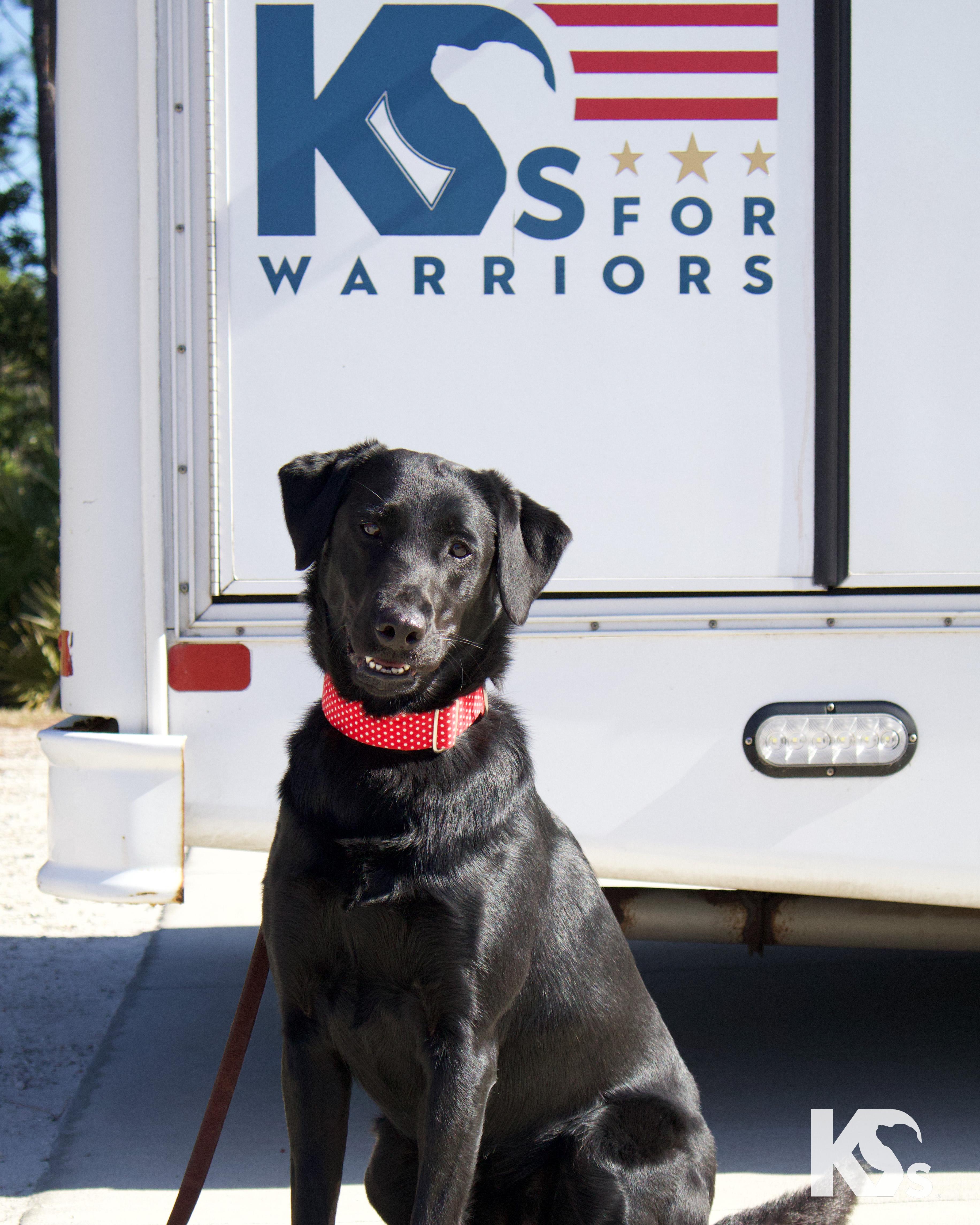 Enlarge Olive , an adopted Black Labrador Retriever in Ponte Vedra, FL image 2/4
