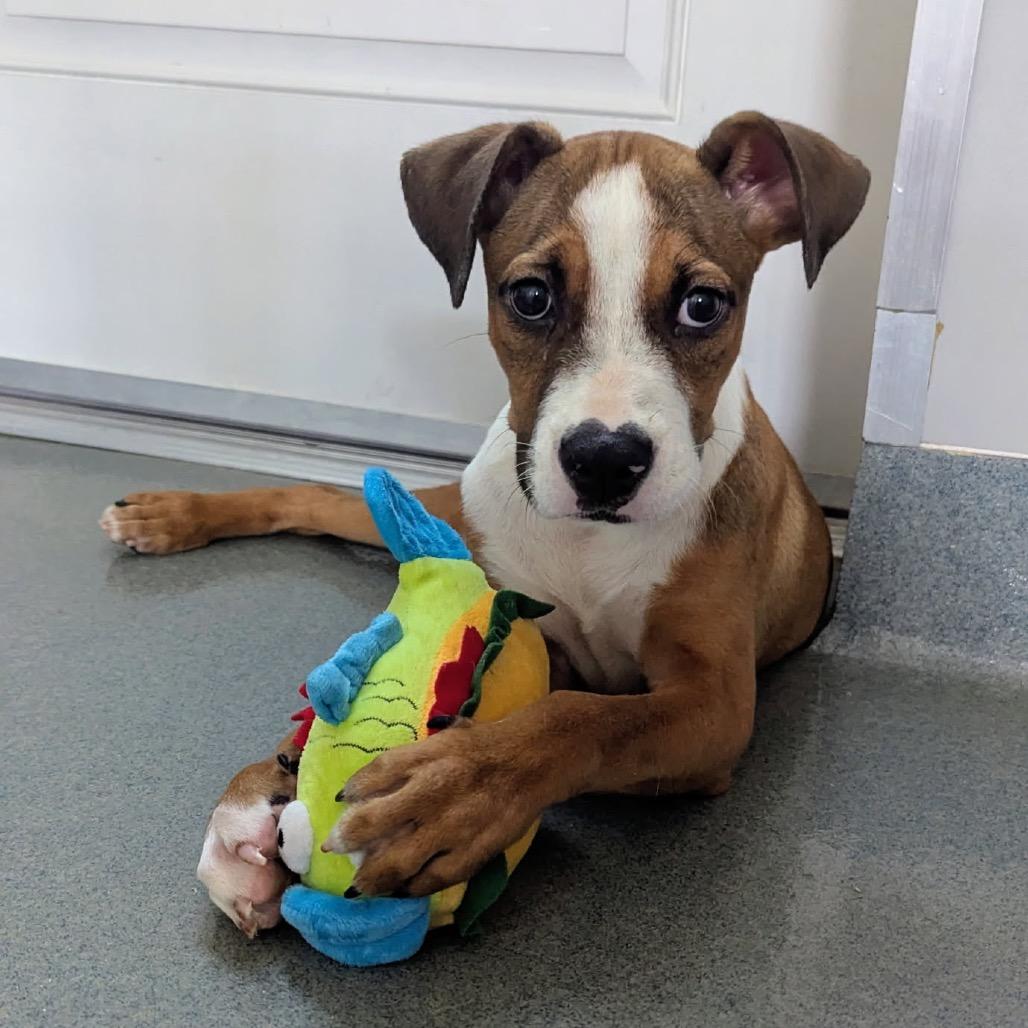 Enlarge Faira, a Adoptable Mixed Breed in Bradenton, FL image 1/3