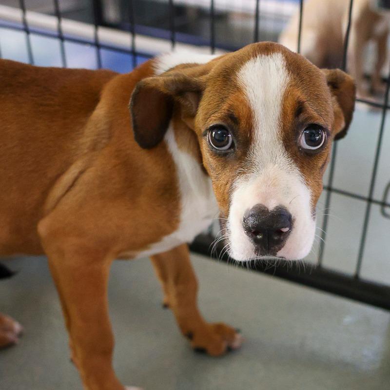 Enlarge Faira, a Adoptable Mixed Breed in Bradenton, FL image 2/3