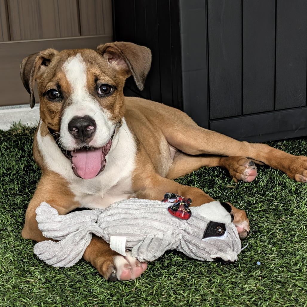 Enlarge Faira, a Adoptable Mixed Breed in Bradenton, FL image 3/3