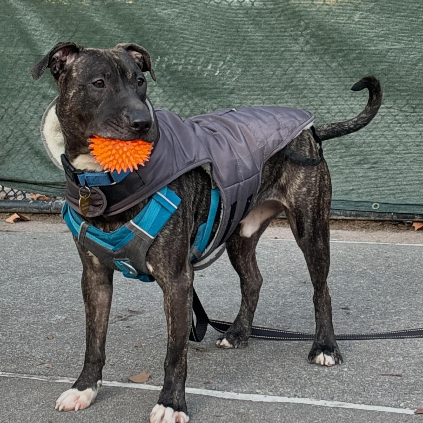 Enlarge Bun Bun, a Adoptable Mixed Breed in Jersey City, NJ image 2/5