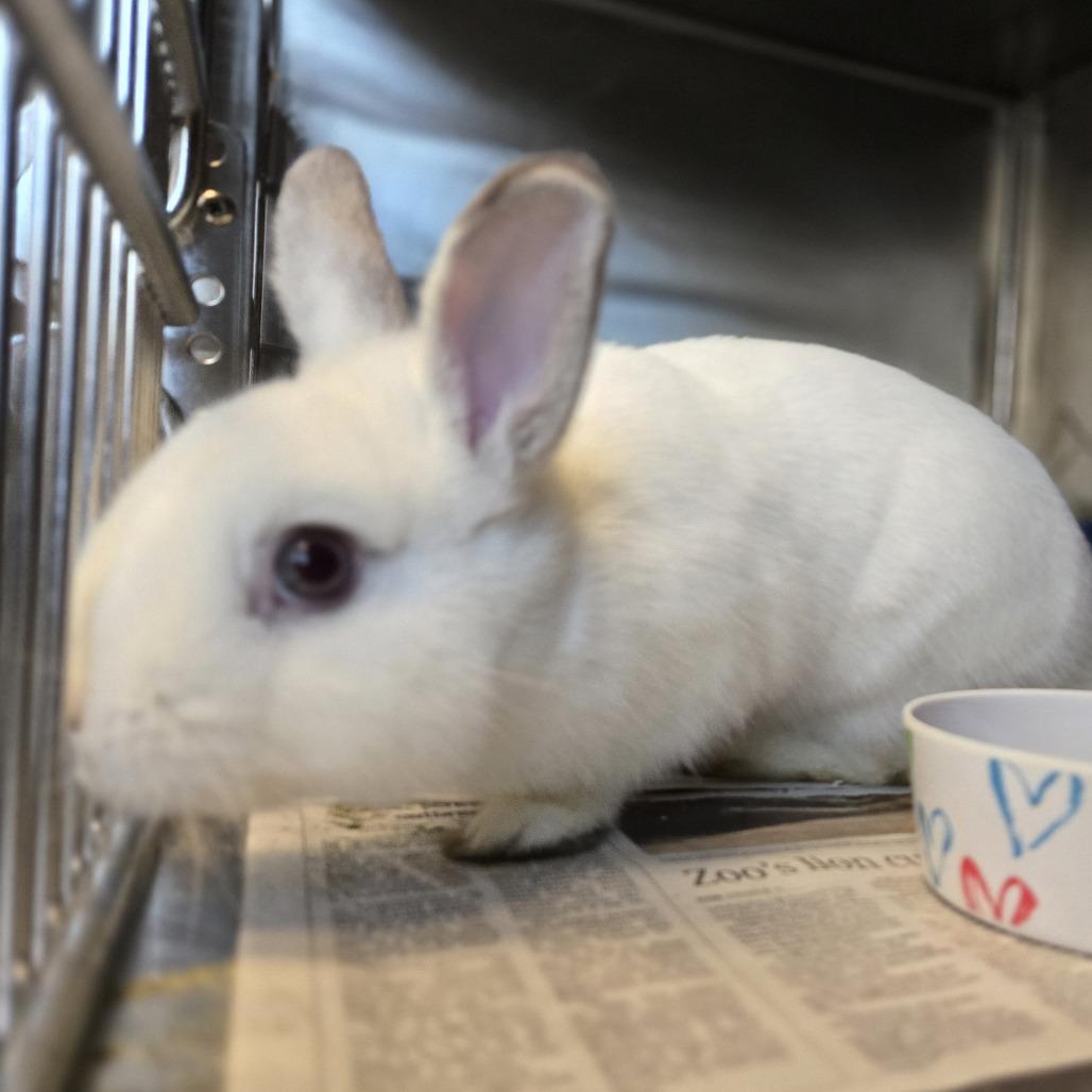 Enlarge Bluey, a Adoptable mixed breed in Pittsburgh, PA image 3/3