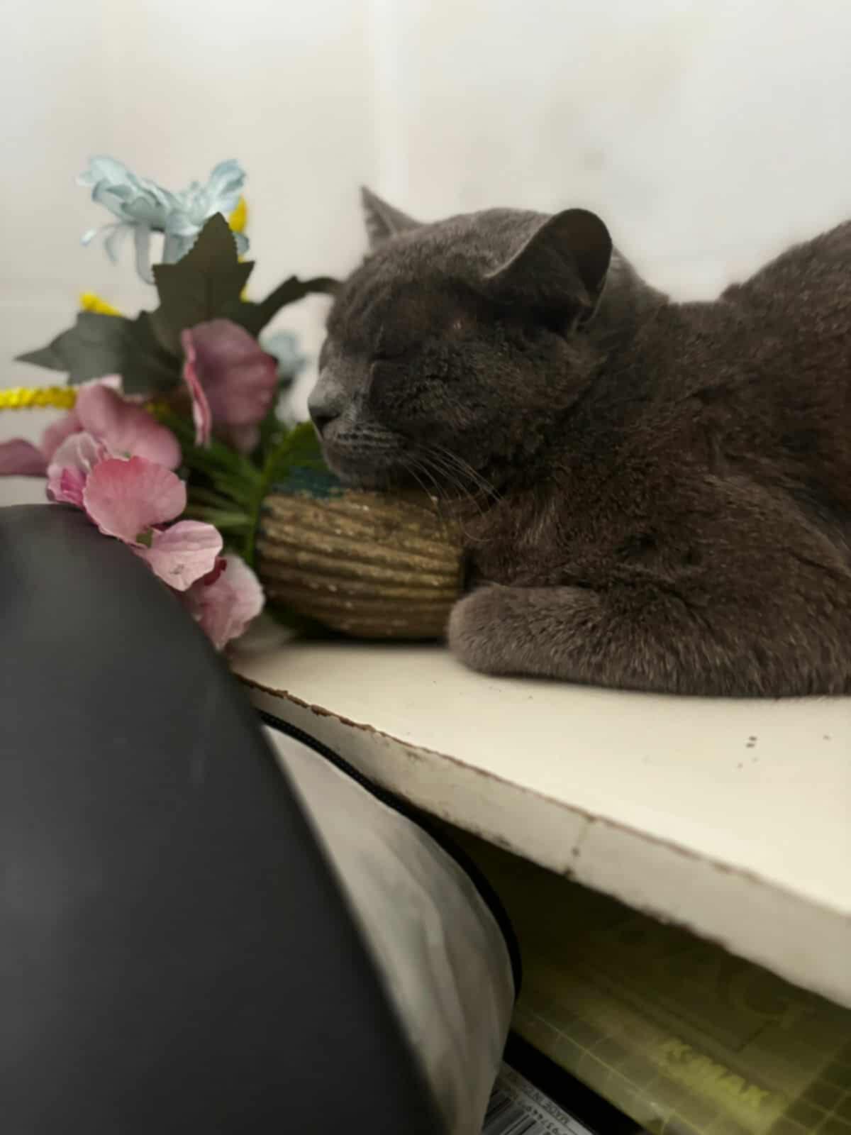 Boge (MM) - Russian Blue