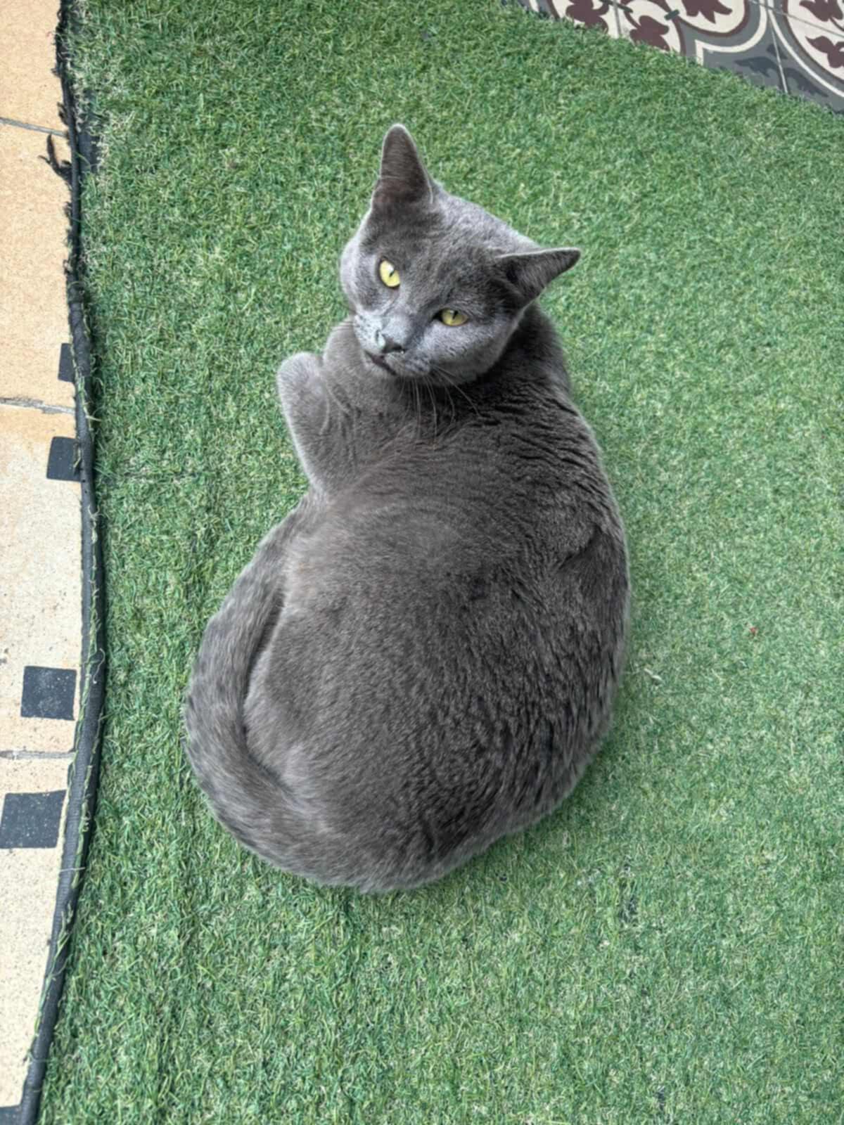 Boge (MM) - Russian Blue