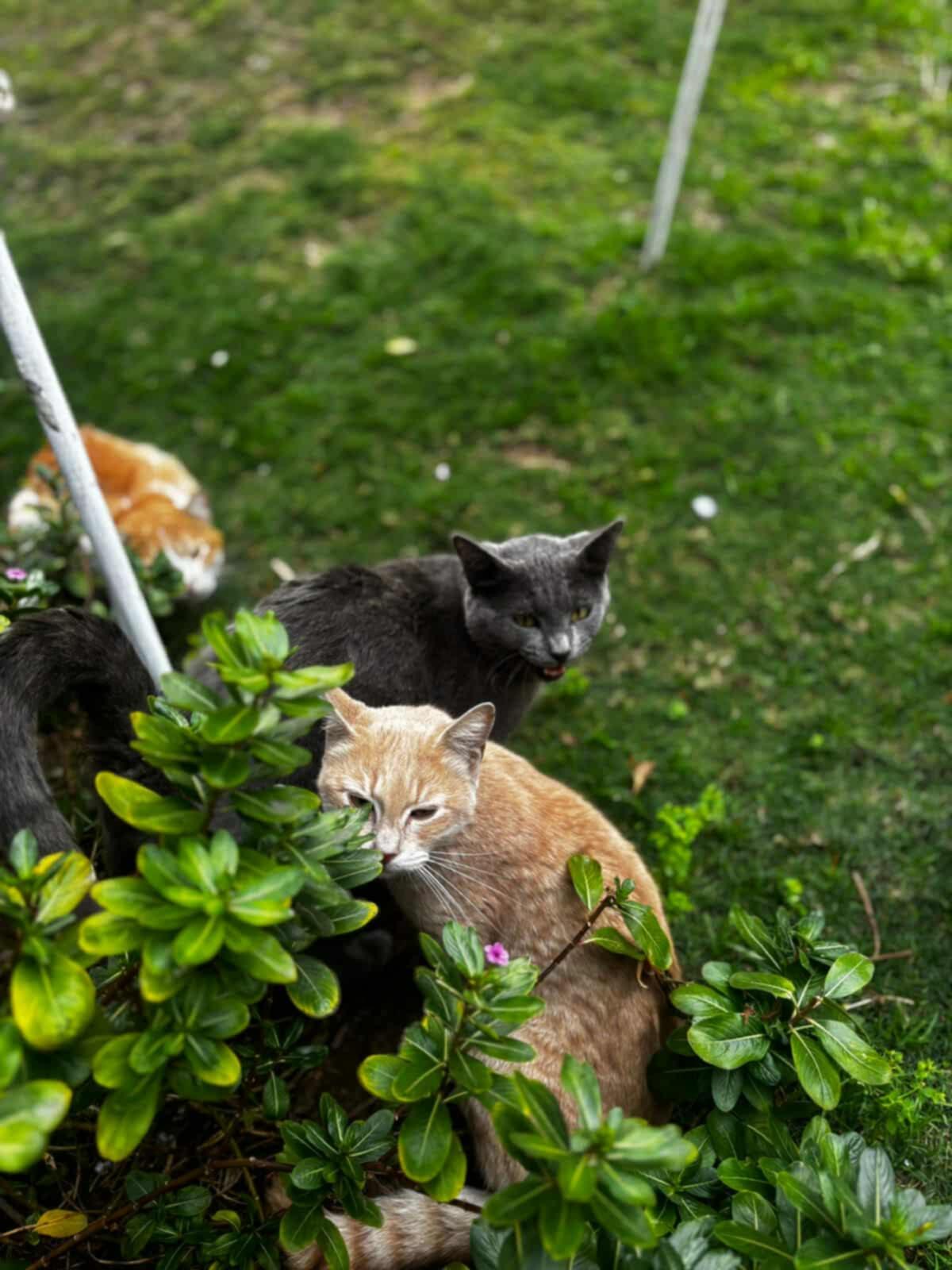 Boge (MM) - Russian Blue photo 1