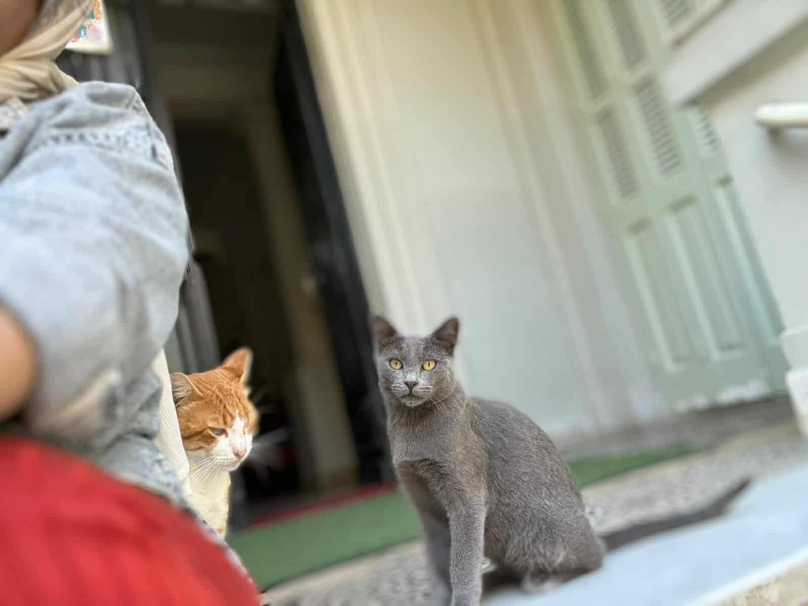 Boge (MM) - Russian Blue