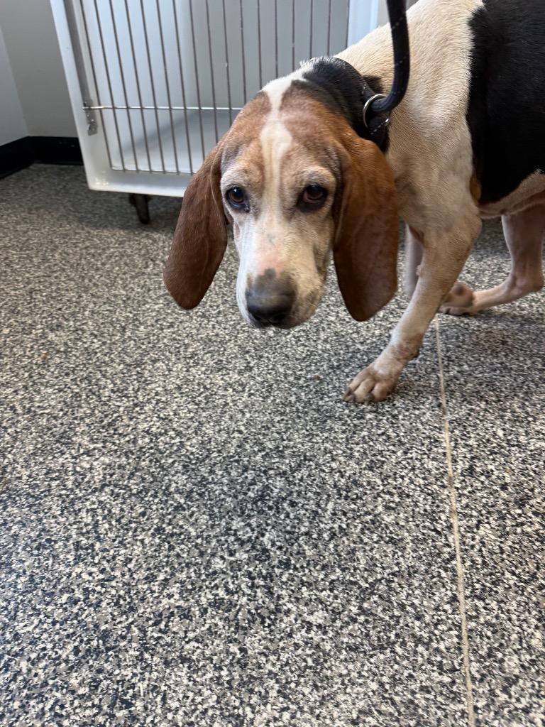 Betty, Adoptable, Senior Female Mixed Breed.