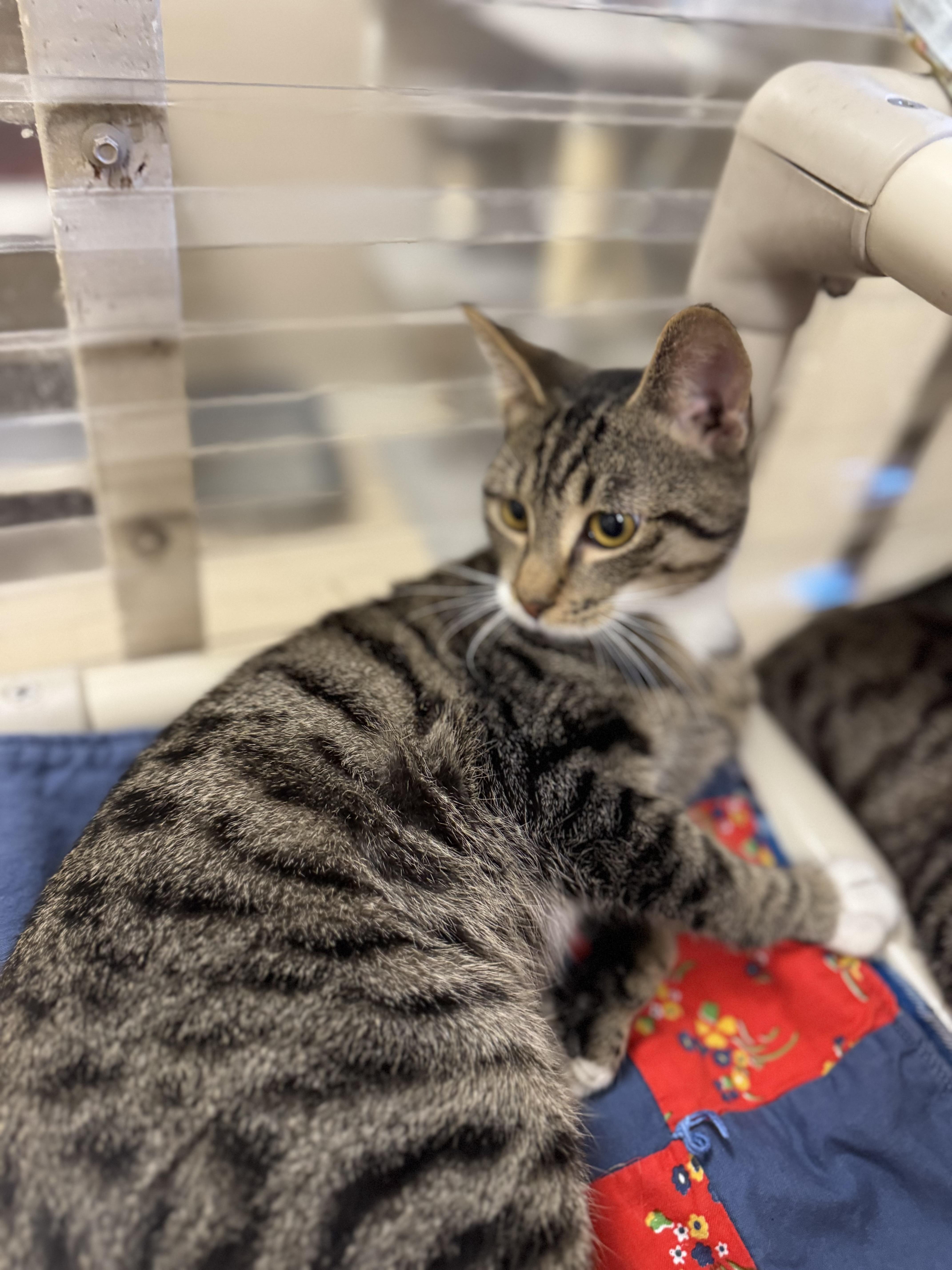 Razzle, Adoptable, Young Male Domestic Short Hair.