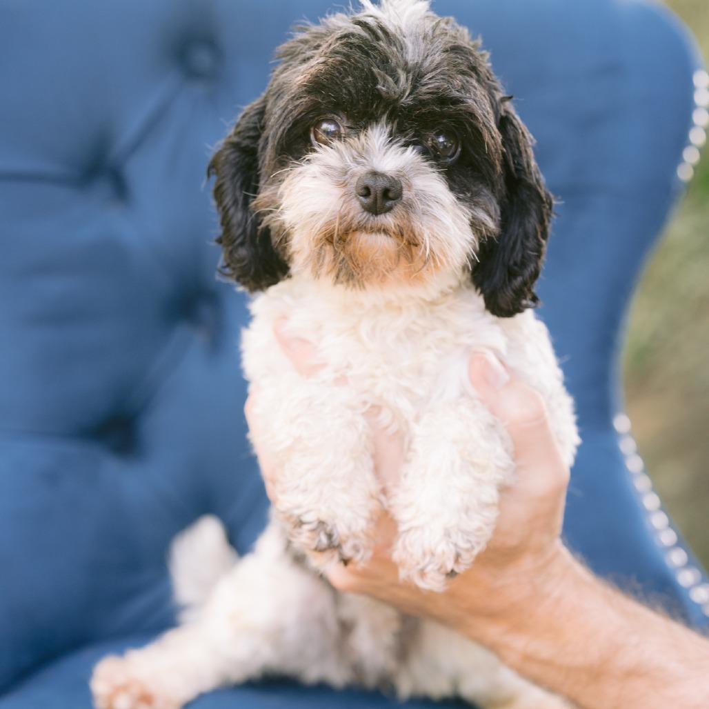 Enlarge Tilly, an adopted Cavapoo in Zionsville, IN image 1/1