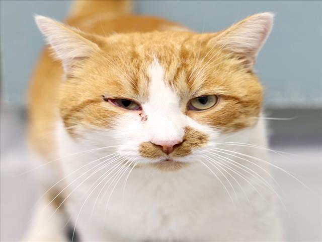 A513825, Adoptable, Adult Male Domestic Short Hair.