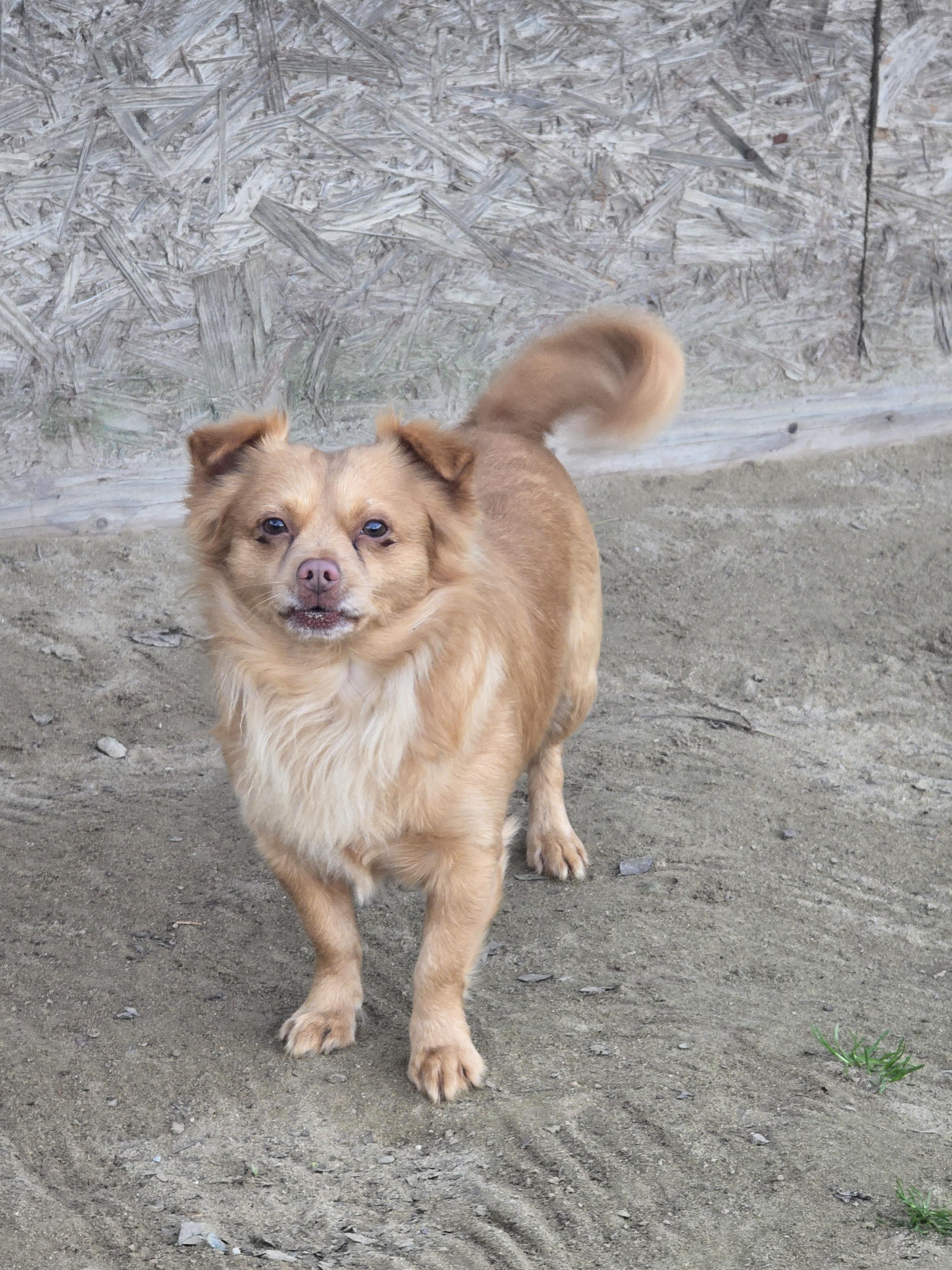 Enlarge Parker, a Adoptable mixed breed in Selma, CA image 2/4