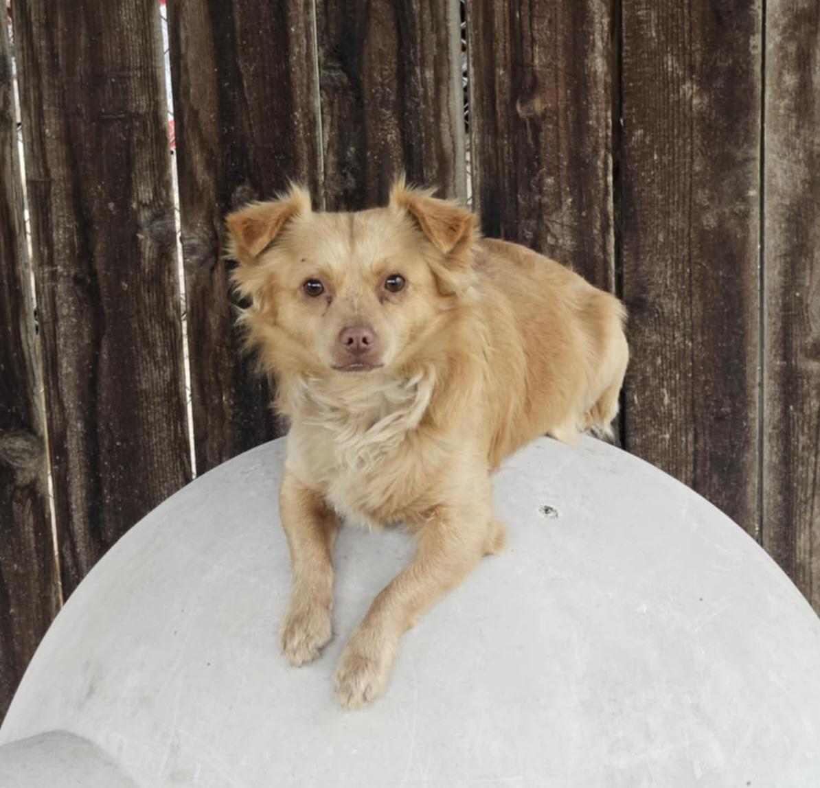 Parker, Adoptable, Adult Male Chihuahua & Terrier.