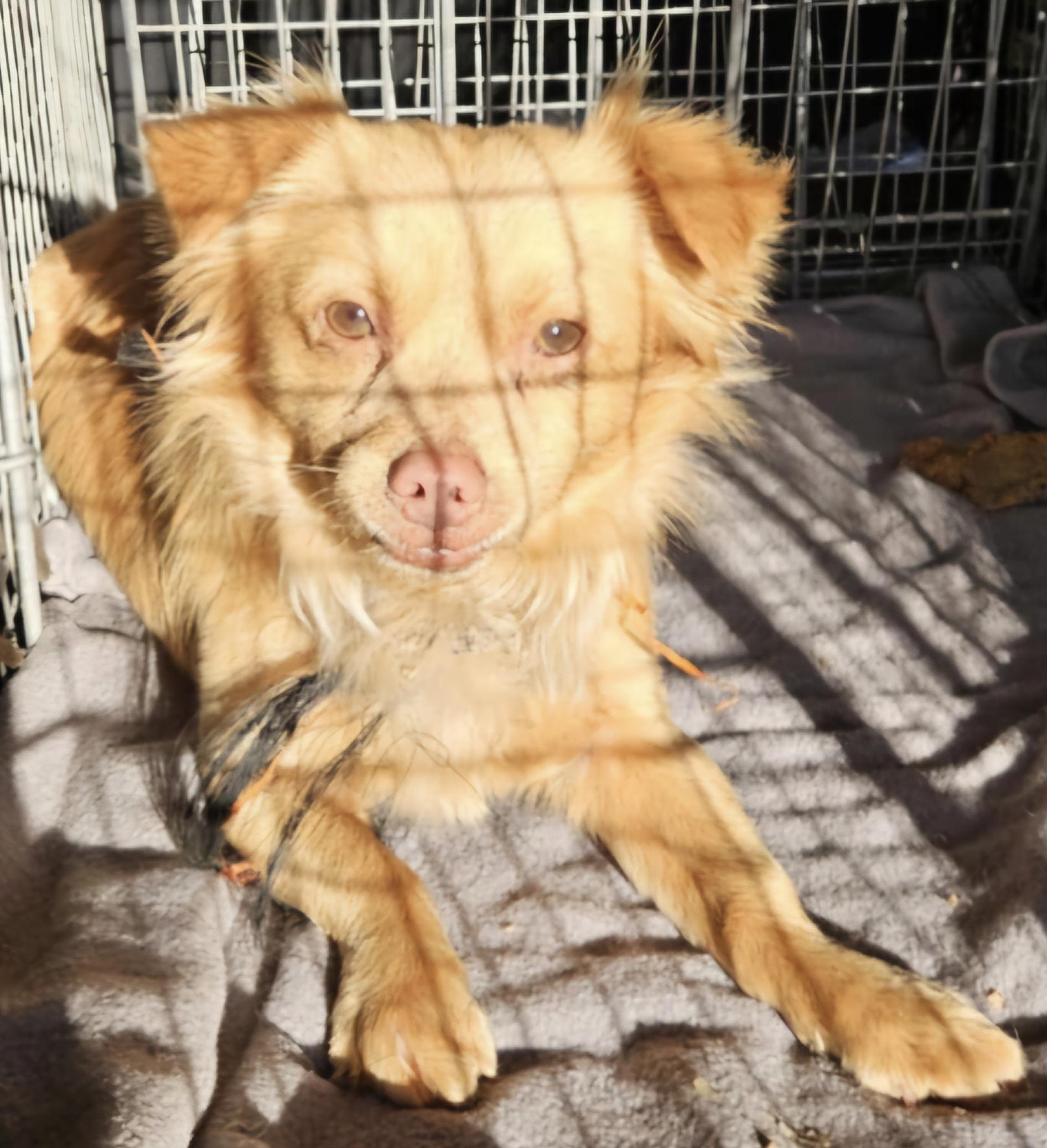 Enlarge Parker, a Adoptable mixed breed in Selma, CA image 4/4