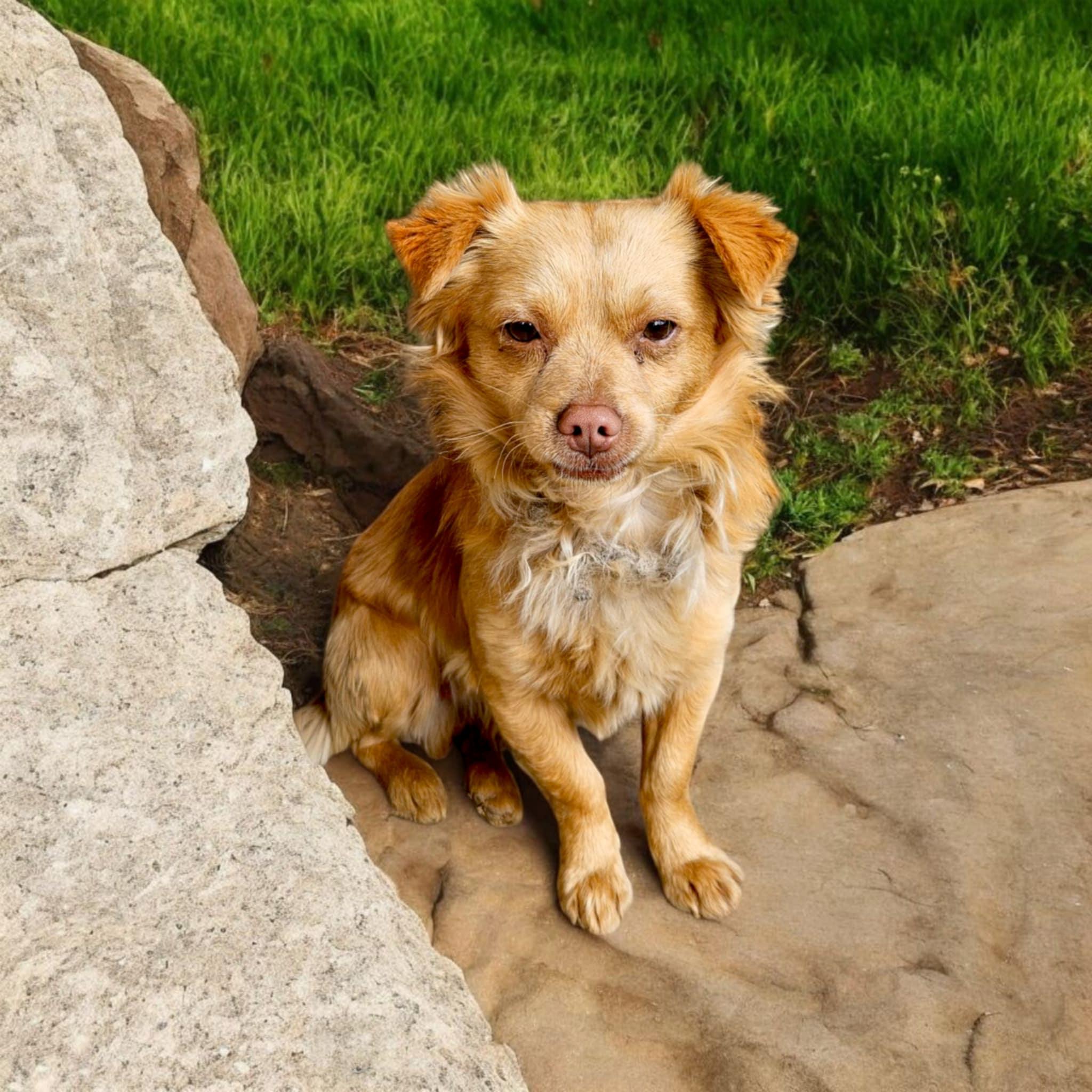Enlarge Parker, a Adoptable mixed breed in Selma, CA image 3/4