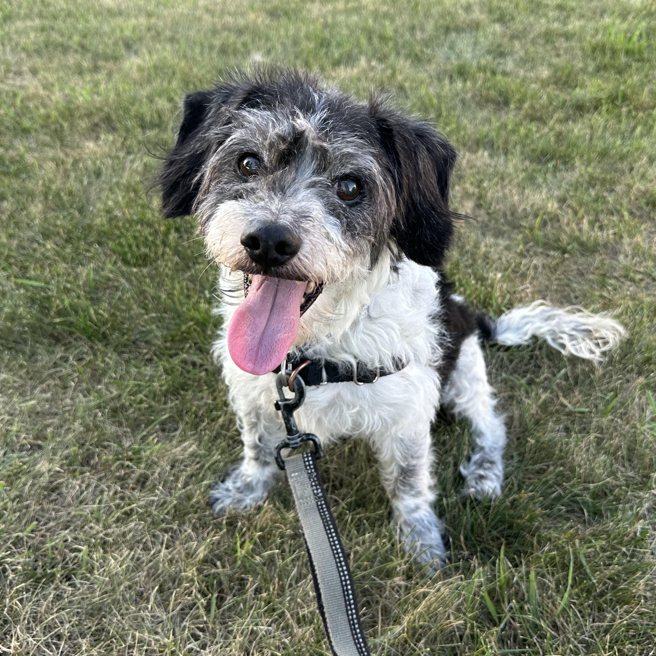 Scottie - Home Visit in Process, adopted, Adult Male Mixed Breed.