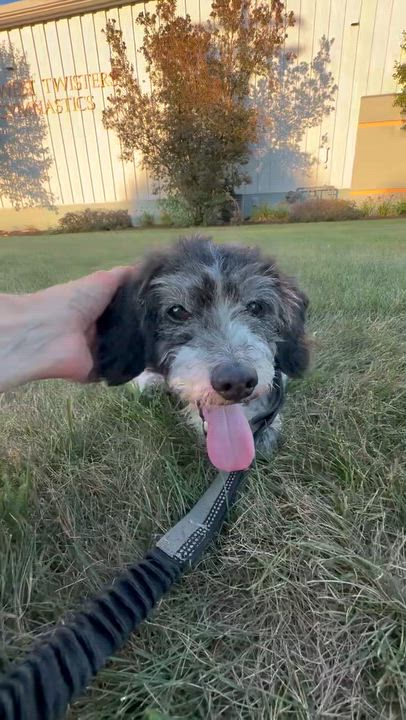 Enlarge Scottie - Home Visit in Process, an adopted mixed breed in Hartland, WI video 6/6