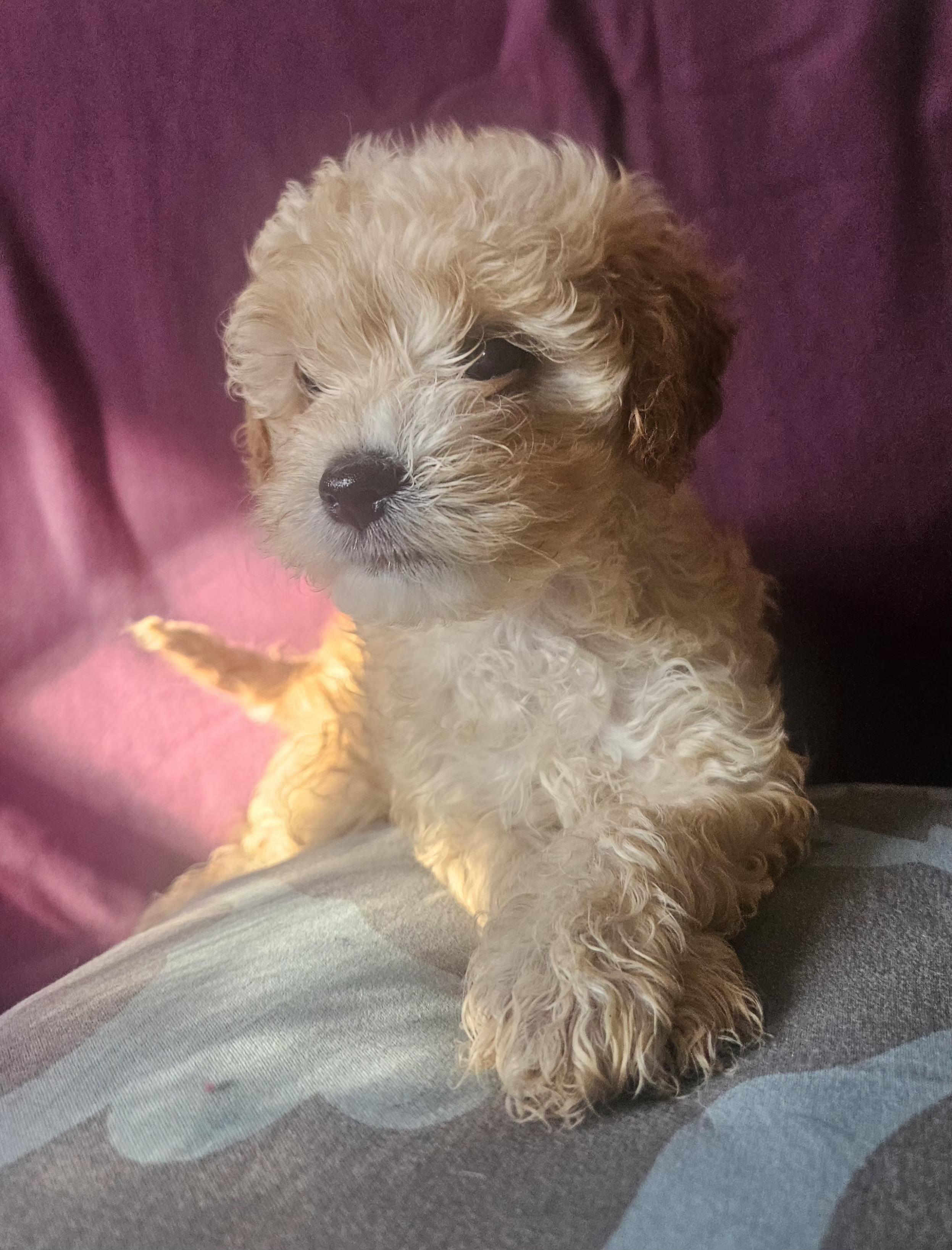 Pam, adopted, Puppy Female Maltipoo.