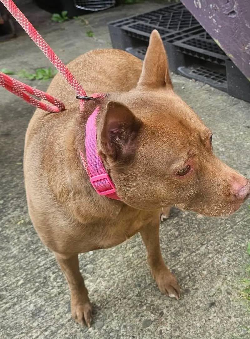 saddie, ADOPTABLE, Adult Female Chihuahua & Pit Bull Terrier.