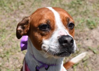 Enlarge Daffodil, an adopted mixed breed in Inverness, FL image 2/2