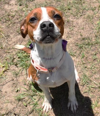 Daffodil, adopted, Adult Female Beagle & Jack Russell Terrier.