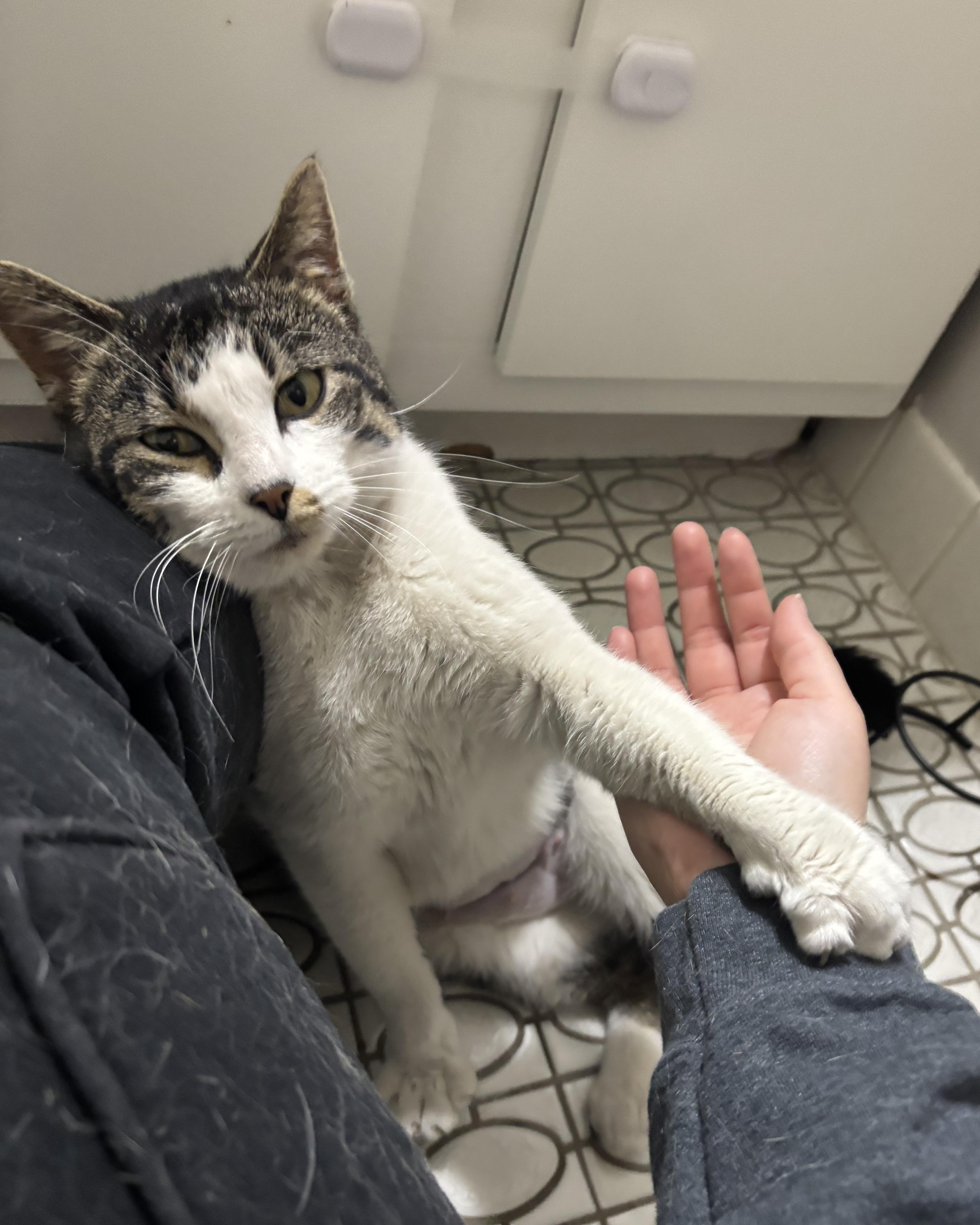 Enlarge Virginia, a ADOPTABLE Domestic Short Hair in Evanston, IL image 2/6