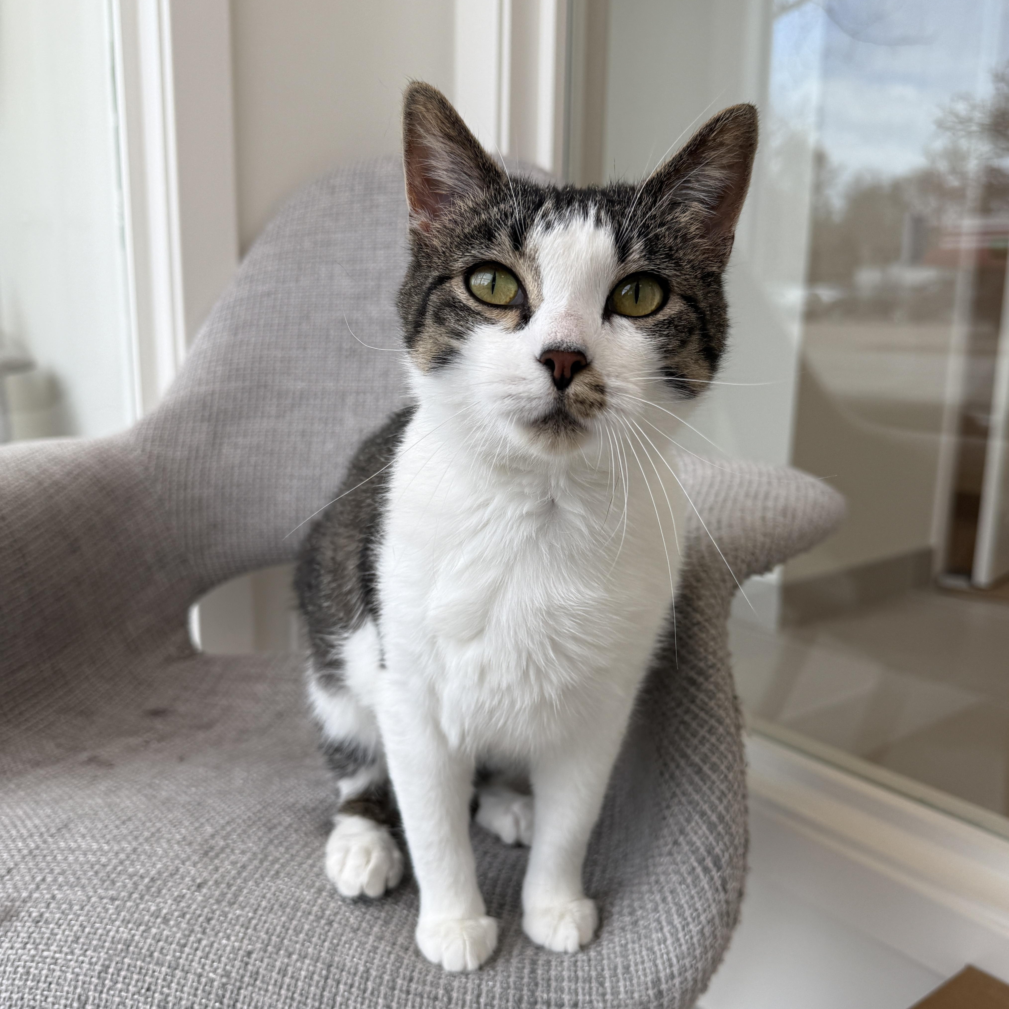 Enlarge Virginia, a ADOPTABLE Domestic Short Hair in Evanston, IL image 1/6