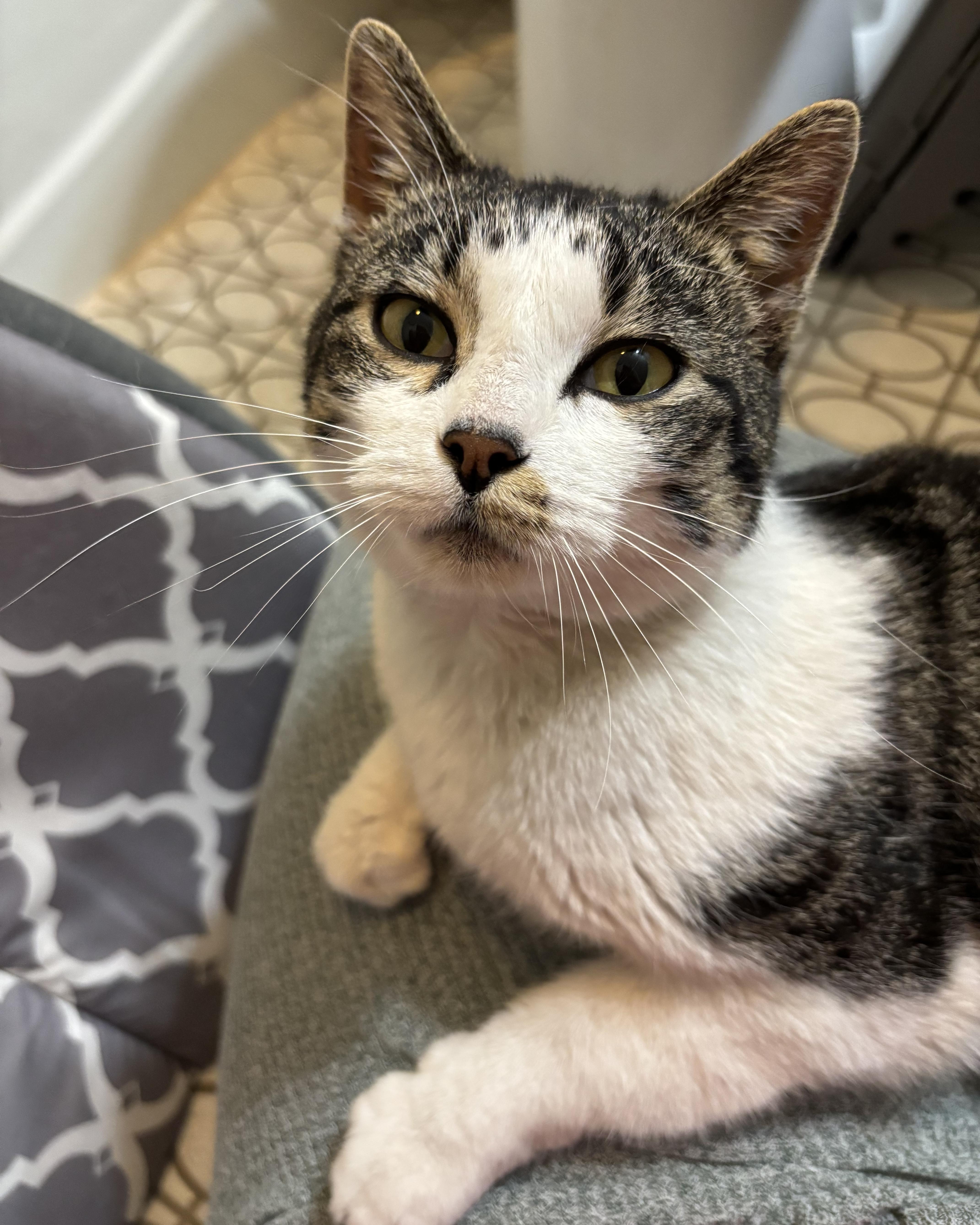 Enlarge Virginia, a ADOPTABLE Domestic Short Hair in Evanston, IL image 3/6