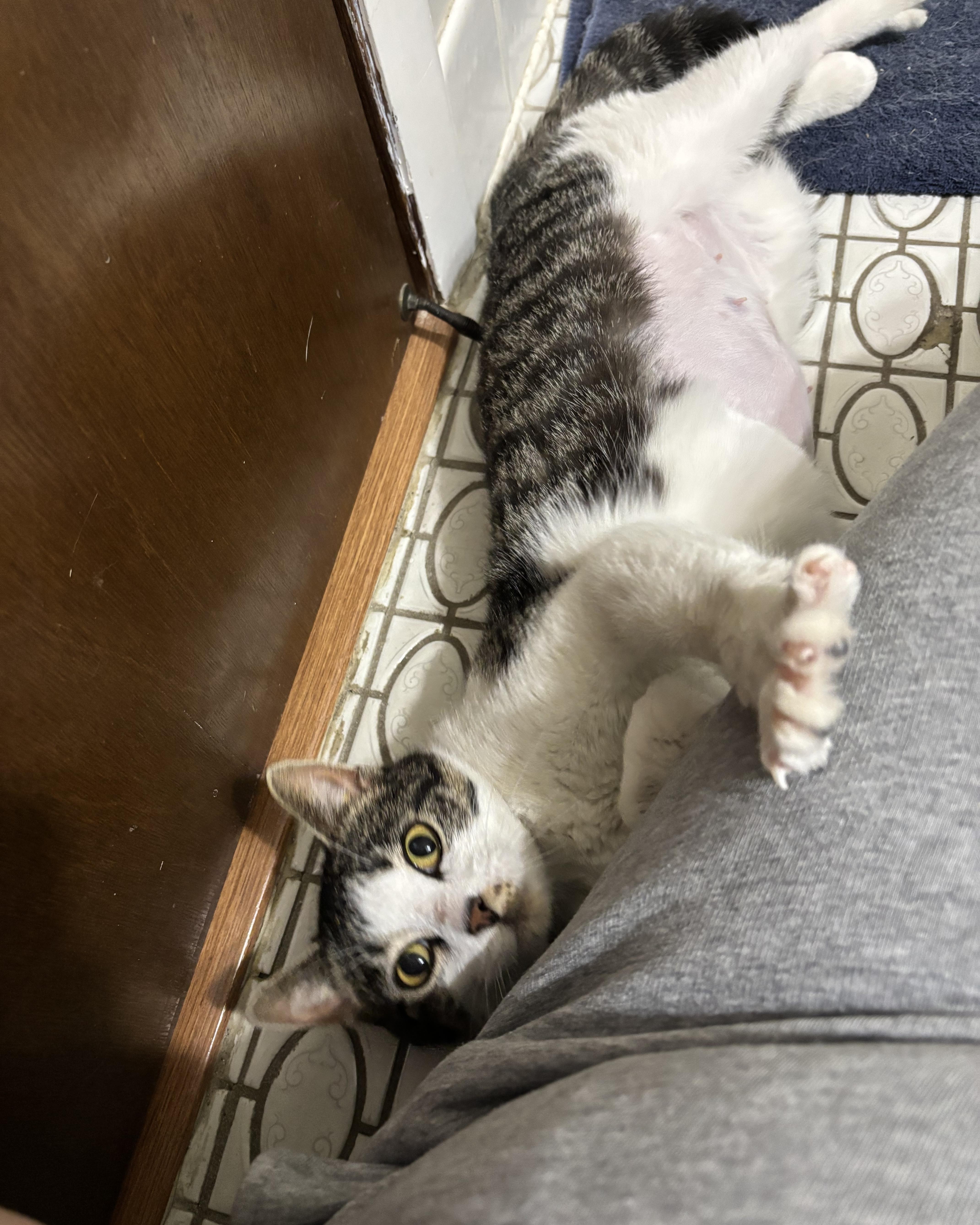 Enlarge Virginia, a ADOPTABLE Domestic Short Hair in Evanston, IL image 6/6