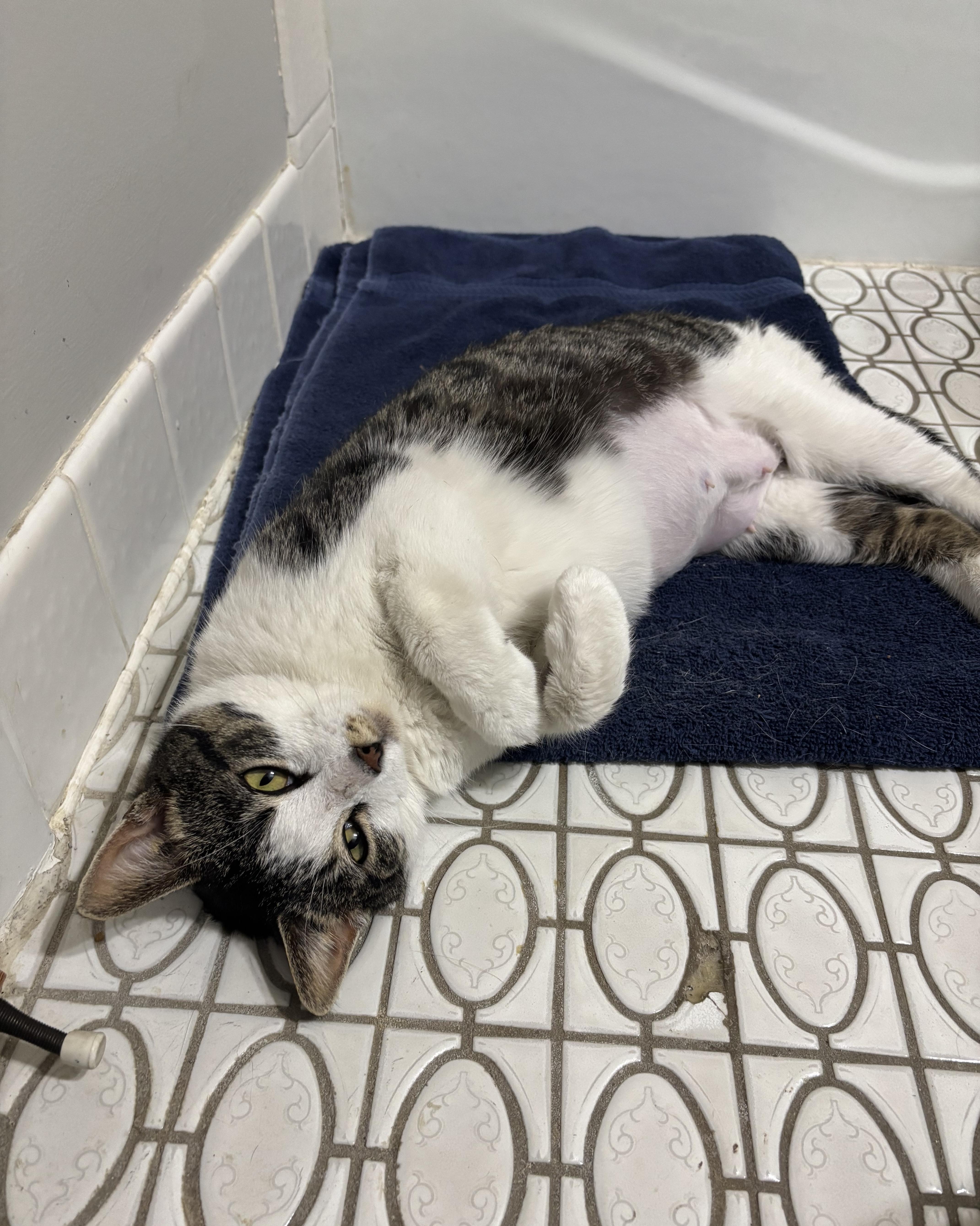 Enlarge Virginia, a ADOPTABLE Domestic Short Hair in Evanston, IL image 5/6