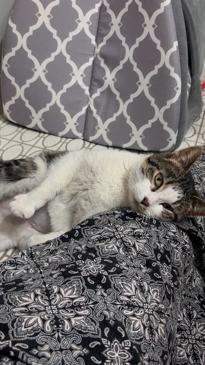 Enlarge Virginia, a ADOPTABLE Domestic Short Hair in Evanston, IL video 4/6