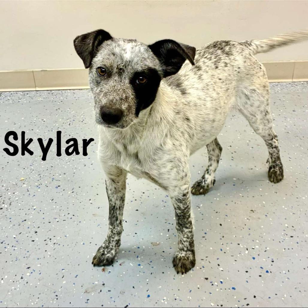 Enlarge Skylar, a Adoptable mixed breed in West Point, MS image 1/1