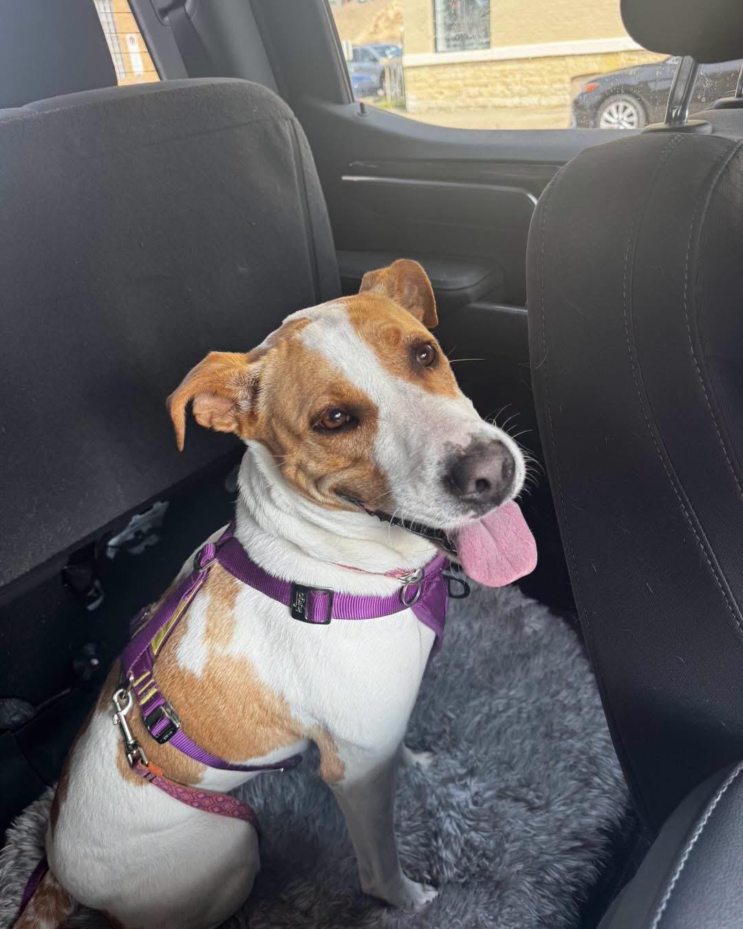 Mama Georgia, a ADOPTABLE mixed breed in Grand Haven, MI image 4/5