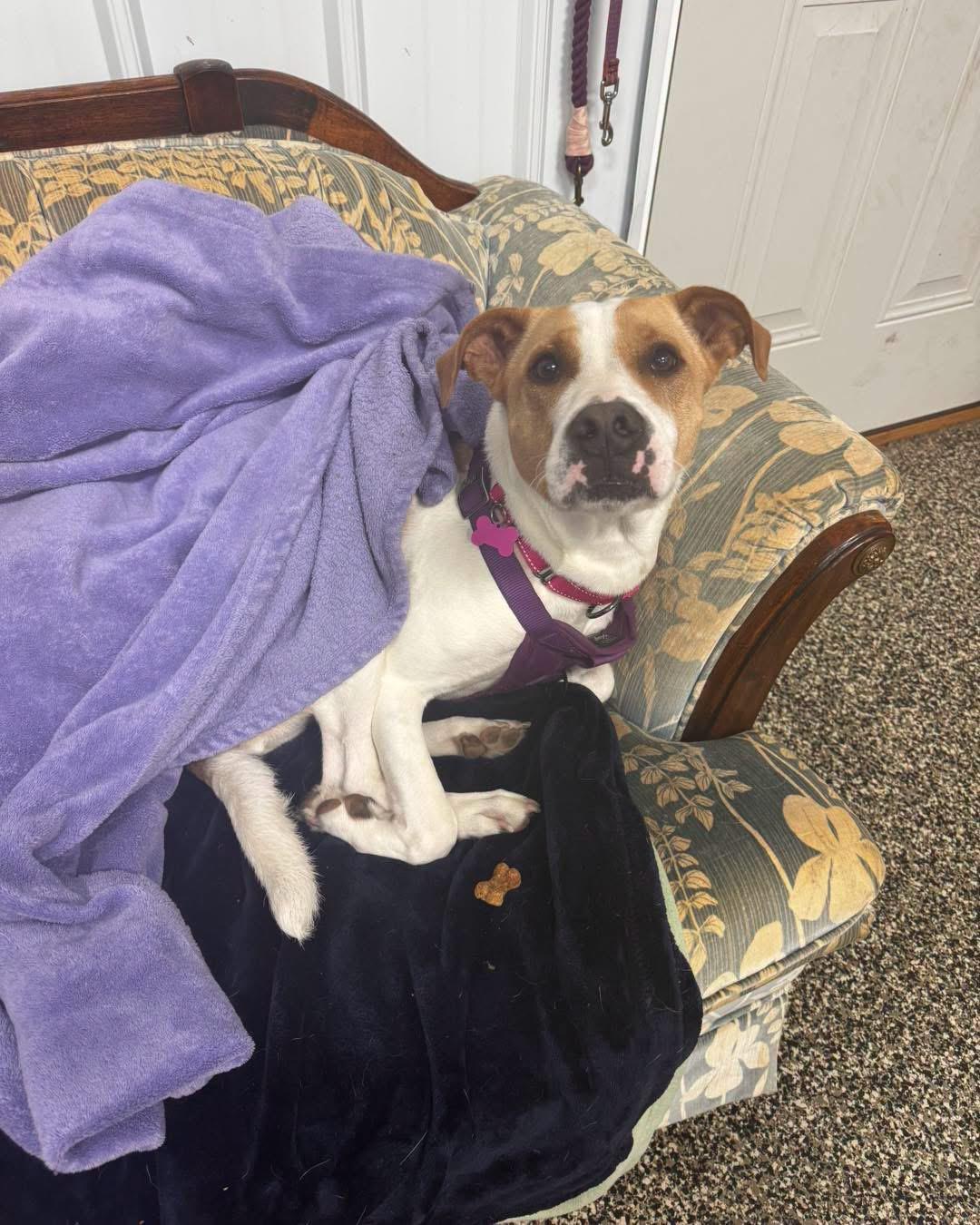 Mama Georgia, ADOPTABLE, Adult Female Coonhound.
