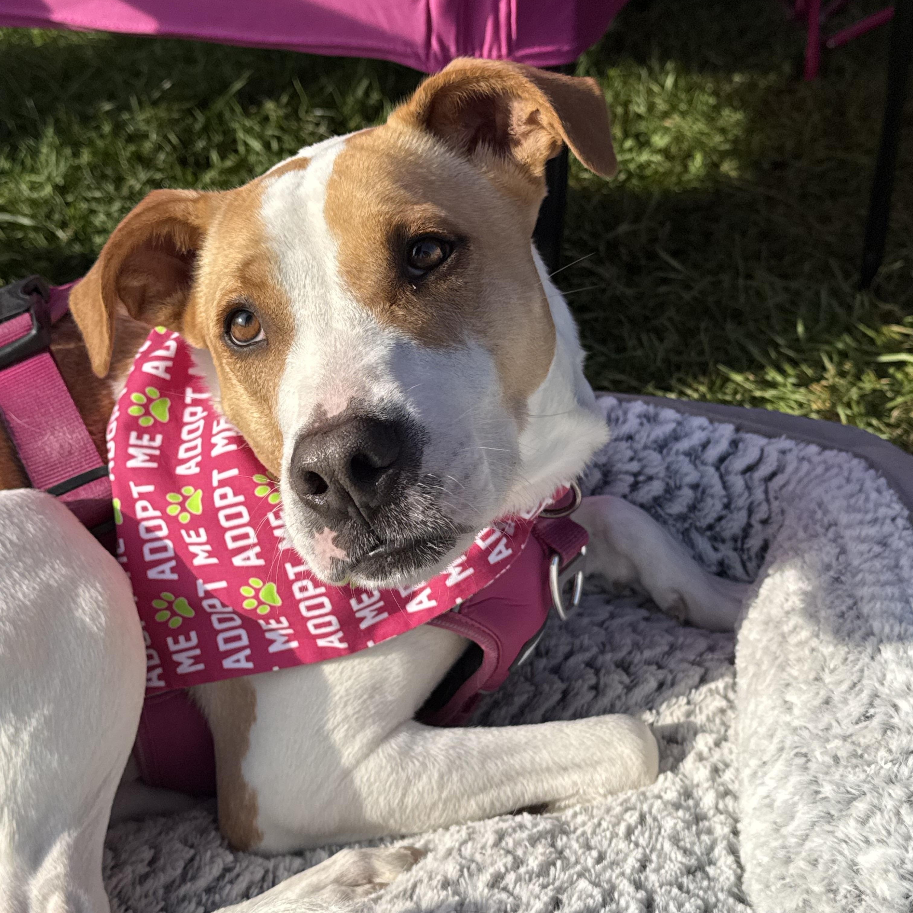 Mama Georgia, Adoptable, Adult Female Coonhound.