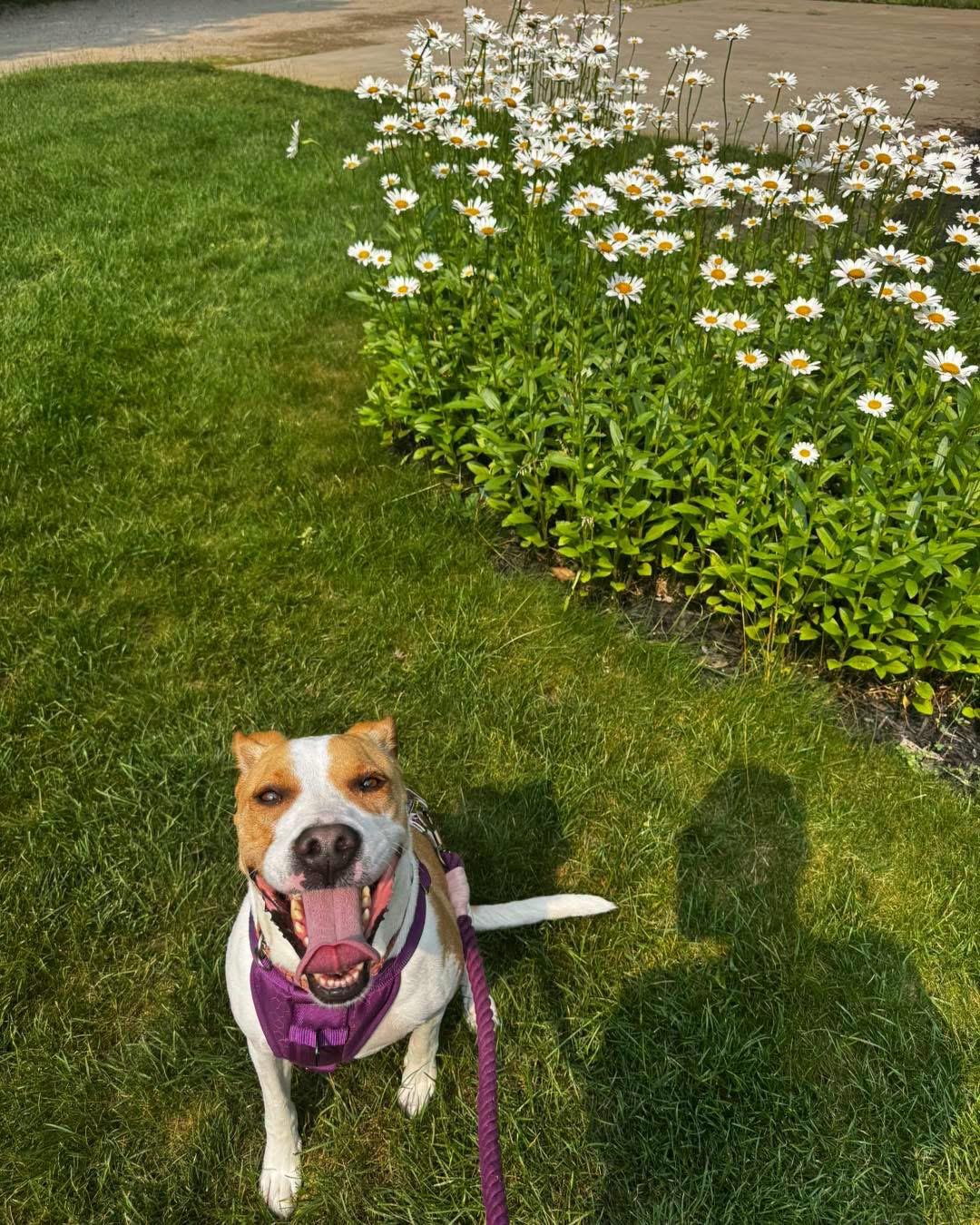 Mama Georgia, a ADOPTABLE mixed breed in Grand Haven, MI image 5/5