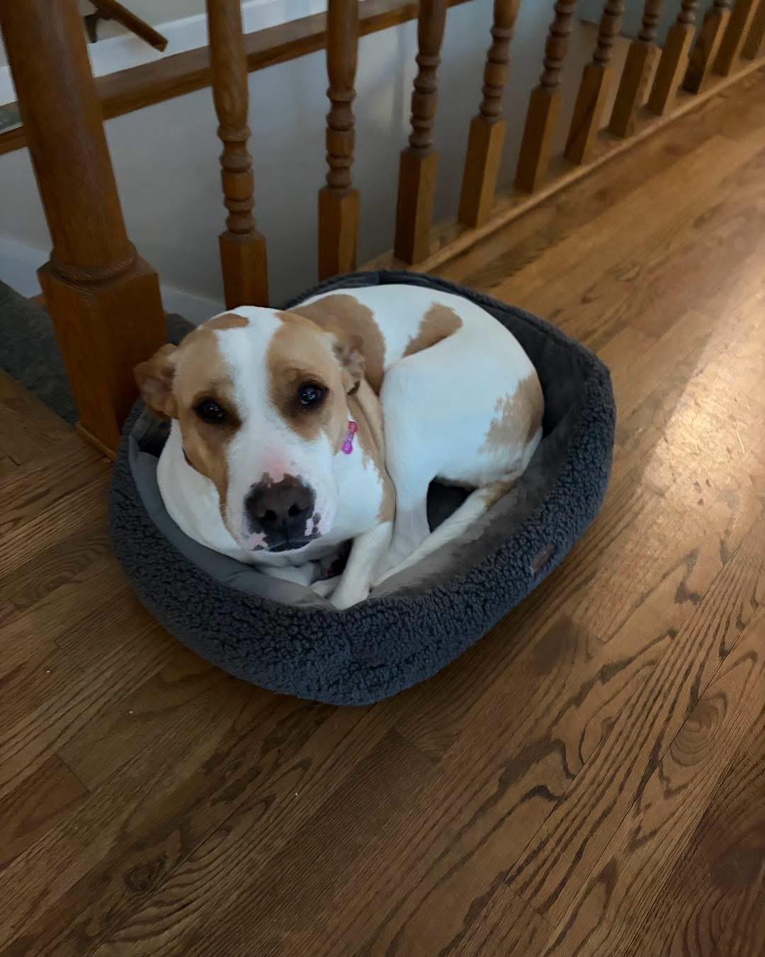 Mama Georgia, a ADOPTABLE mixed breed in Grand Haven, MI image 3/5