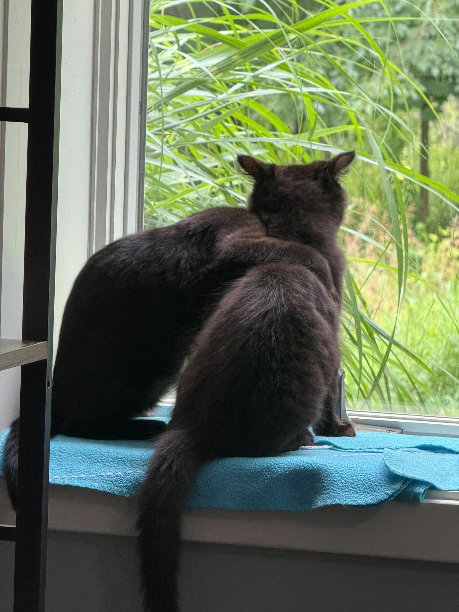 Jax & Jaggerina, a ADOPTABLE Domestic Medium Hair in Grand Haven, MI image 4/4