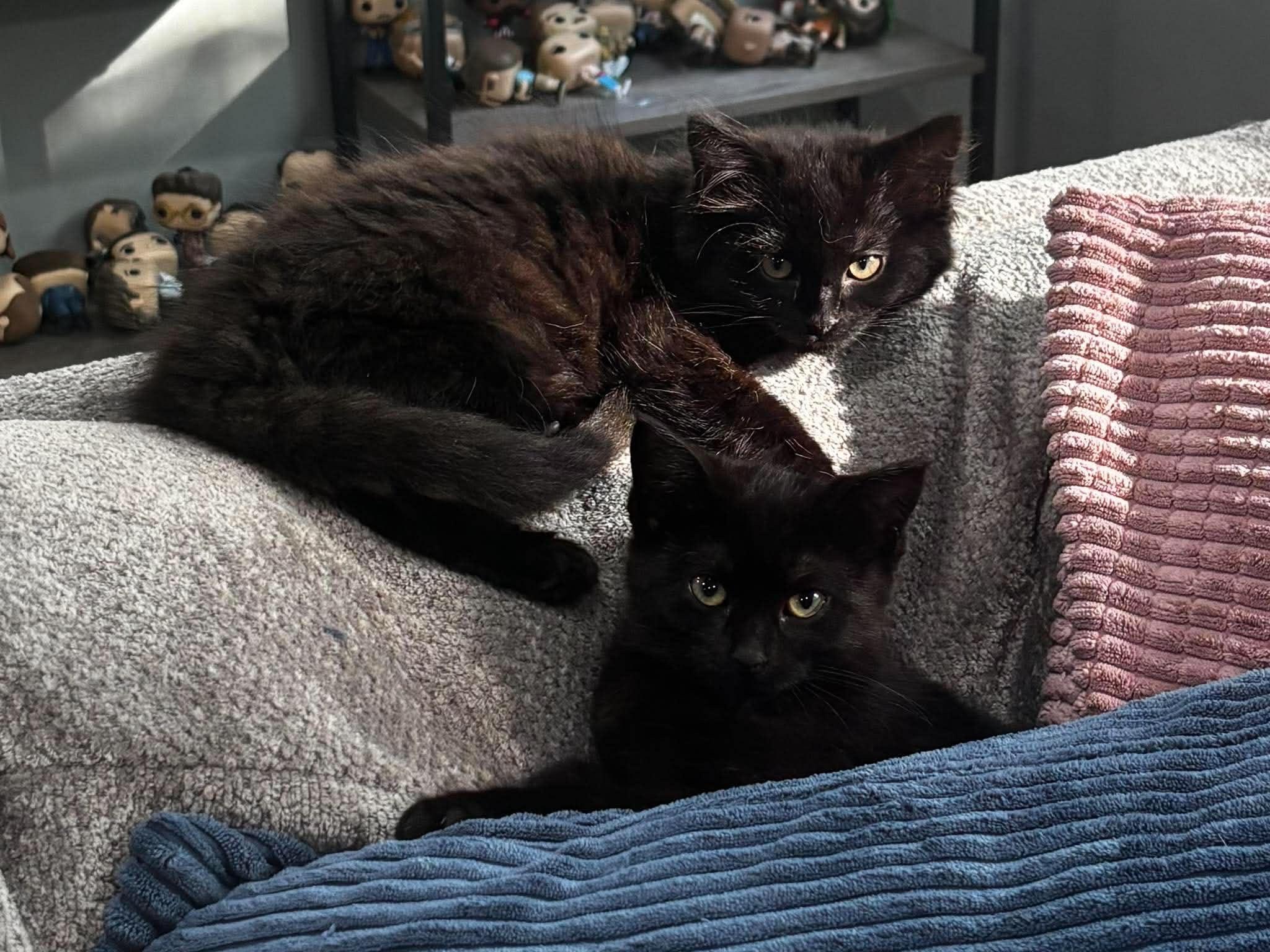 Jax & Jaggerina, a ADOPTABLE Domestic Medium Hair in Grand Haven, MI image 1/4