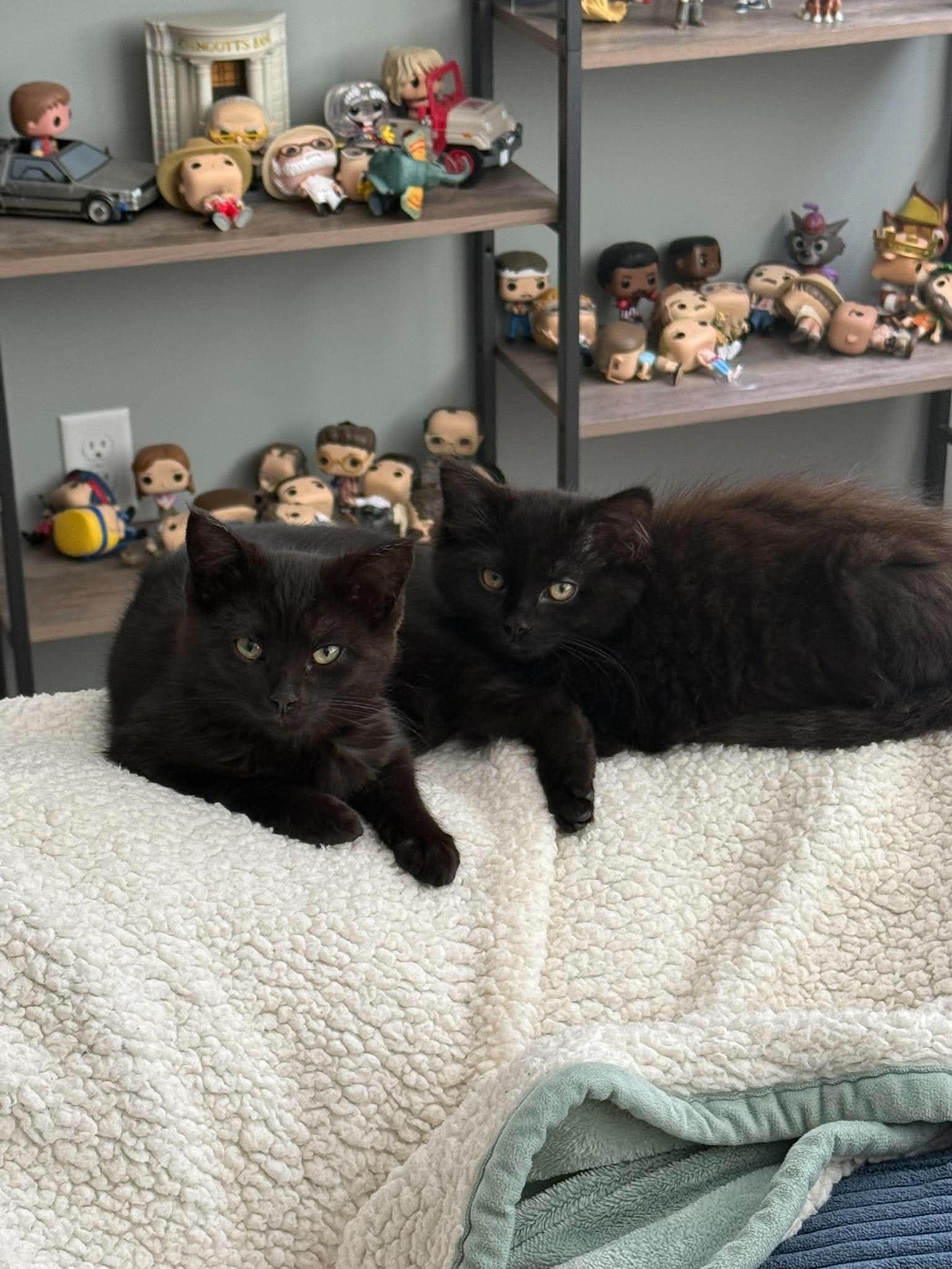 Jax & Jaggerina, a ADOPTABLE Domestic Medium Hair in Grand Haven, MI image 3/4