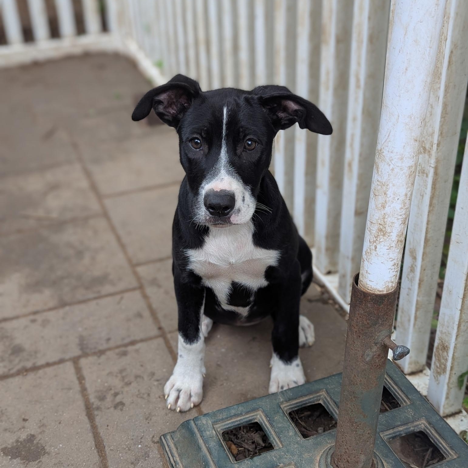 Enlarge Mindy, a Adoptable mixed breed in Paramus, NJ image 4/6