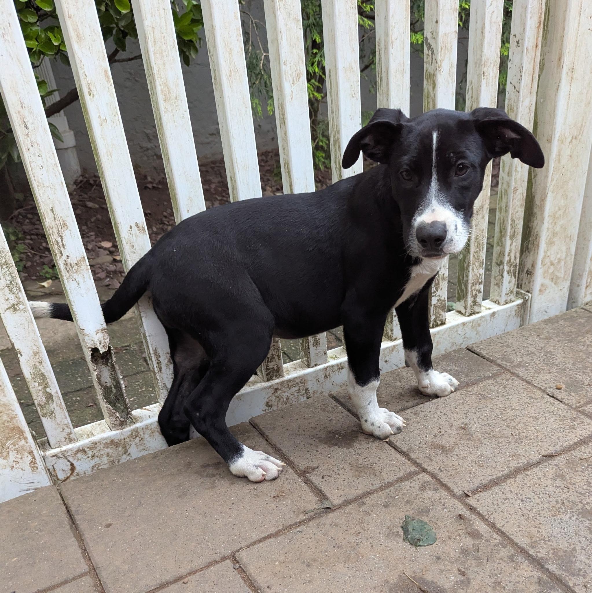 Mindy, Adoptable, Young Female Hound.
