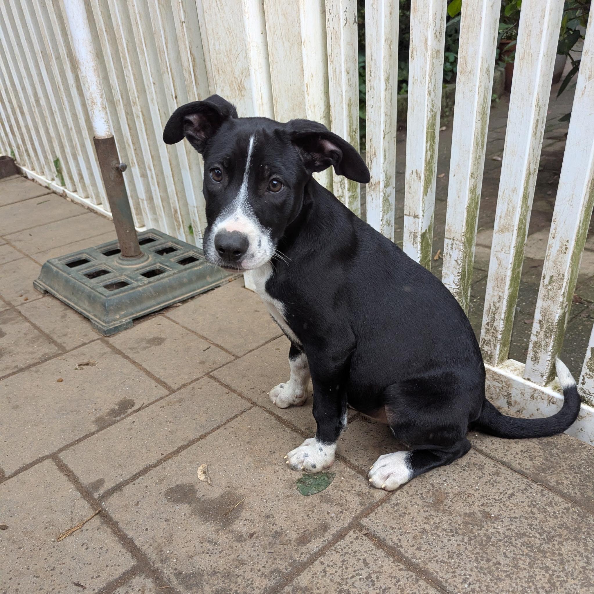 Enlarge Mindy, a Adoptable mixed breed in Paramus, NJ image 3/6