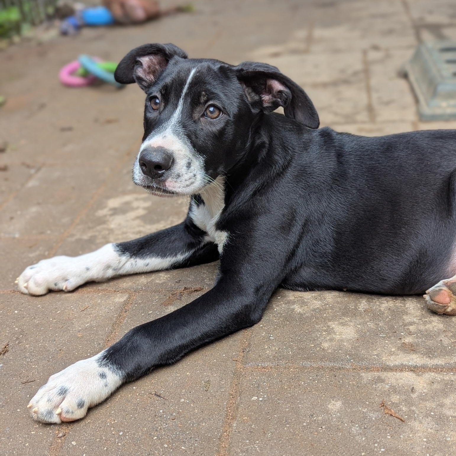 Enlarge Mindy, a Adoptable mixed breed in Paramus, NJ image 2/6