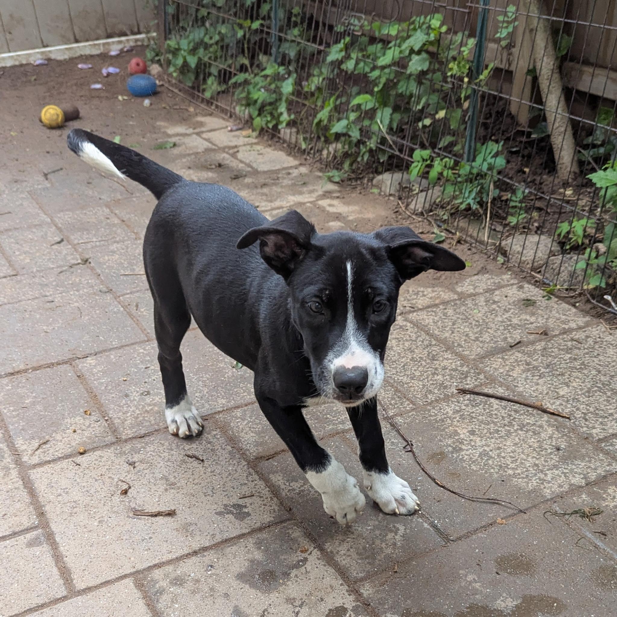 Enlarge Mindy, a Adoptable mixed breed in Paramus, NJ image 5/6