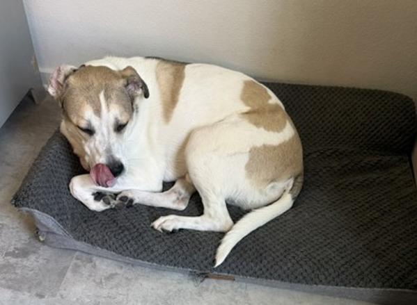 Enlarge Jimino, a Adoptable mixed breed in Escondido, CA image 1/1